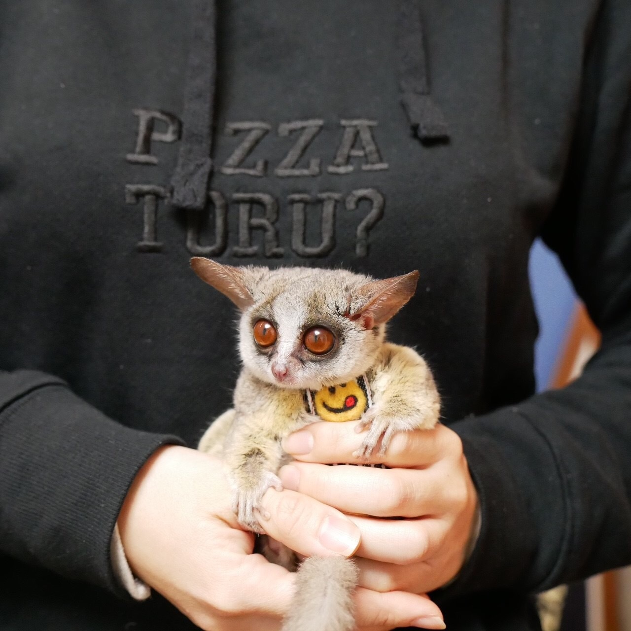 ショウガラゴ 値段 フェレット等の小動物専門店マリン 商品詳細 ショウガラゴ Ex ショウガラゴ 値段 フェレット等の小動物専門店マリン 商品詳細 ショウガラゴ Ex