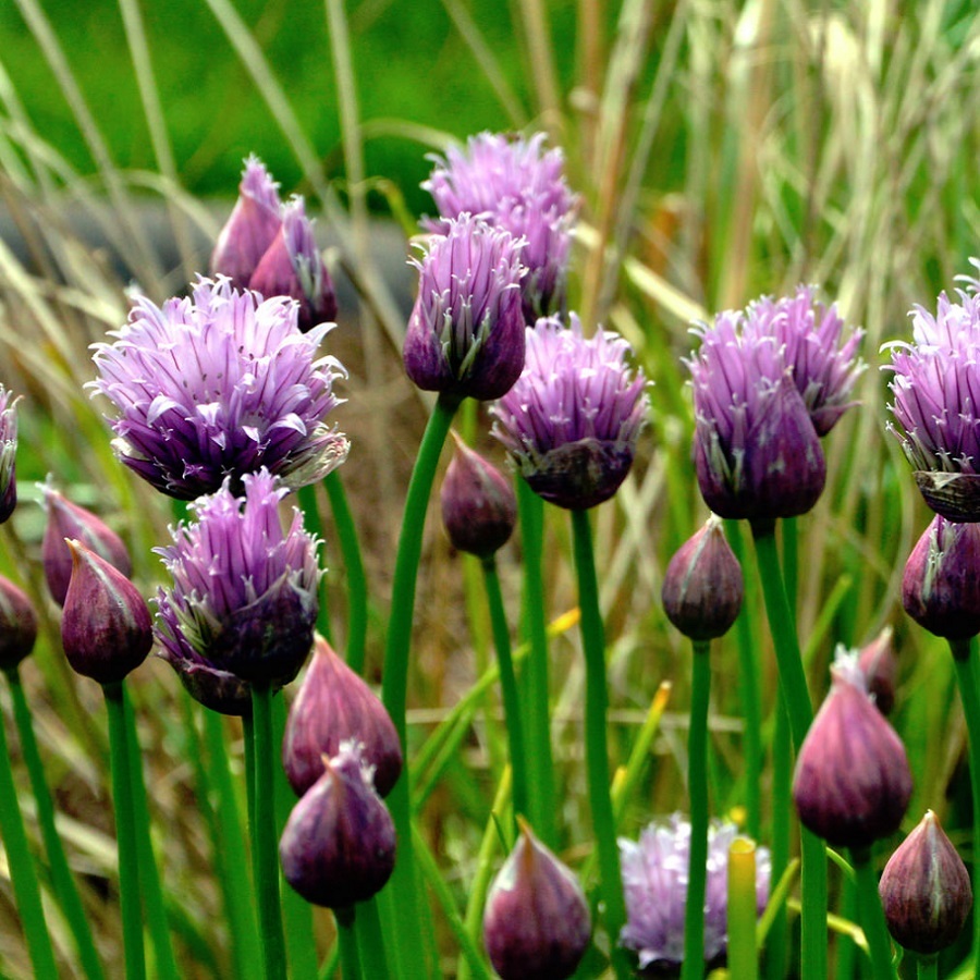 チャイブ Allium Schoenoprasum 天空のバラ園 無農薬バラ苗 花苗 クレマチス ハーブ産直販売