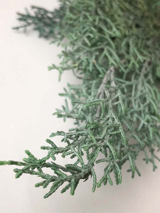 シェア花材 ブルーアイス パウダーグリーン Kazaineko