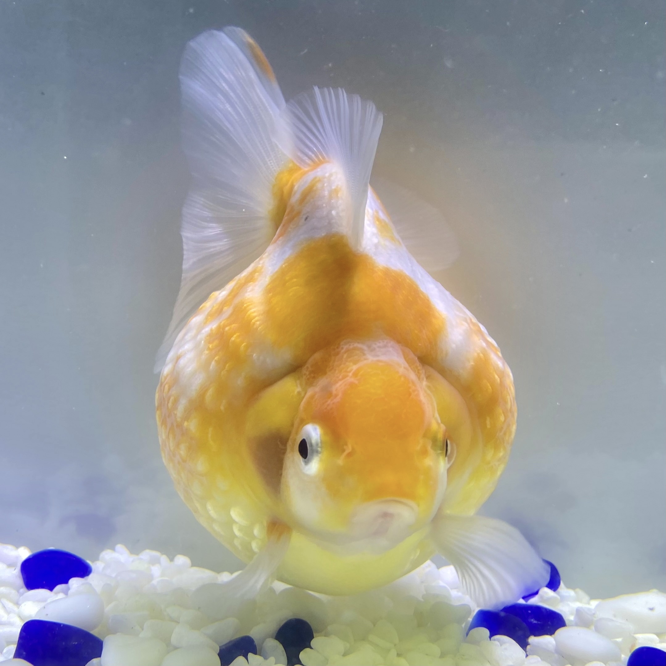 国産 金魚 当店19年産 ピンポンパール 上物 1匹 10 11センチ前後 さらさ 黄色系 自家産 Sakura Sarasa Powered By Base