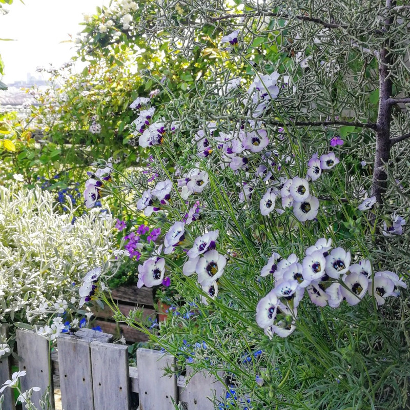 ギリア トリコロール Gilia Tricolor 天空のバラ園 無農薬バラ苗 花苗 クレマチス ハーブ産直販売 ギリア トリコロール Gilia Tricolor 天空のバラ園 無農薬バラ苗 花苗 クレマチス ハーブ産直販売