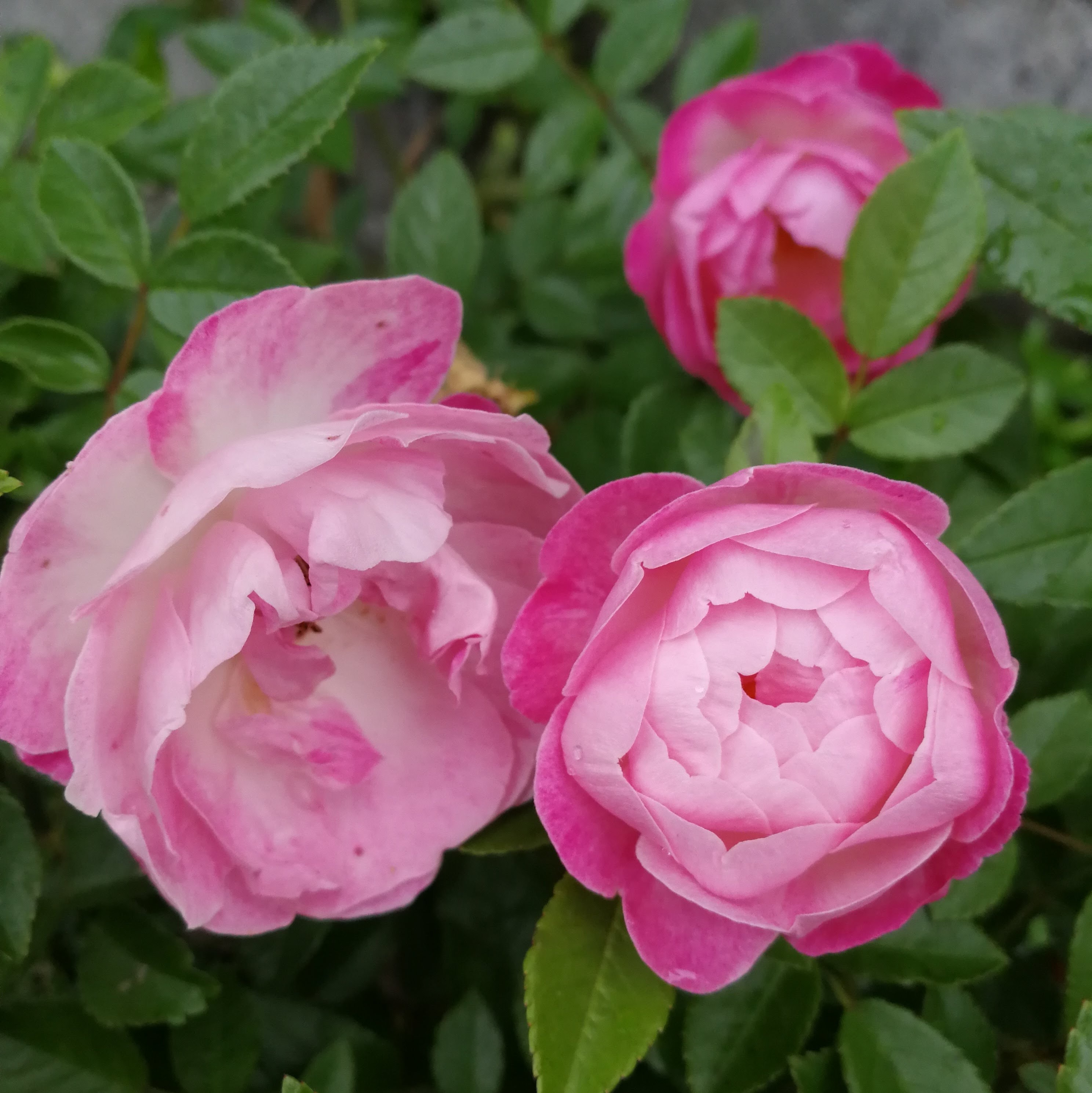 マルゴズ シスター Margo S Sister 天空のバラ園 無農薬バラ苗 花苗 クレマチス ハーブ産直販売 マルゴズ シスター Margo S Sister 天空のバラ園 無農薬バラ苗 花苗 クレマチス ハーブ産直販売
