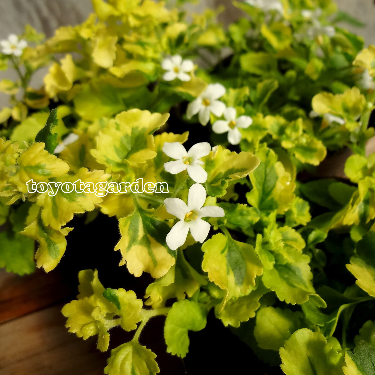 バコパ ライムバリエガータ トヨタガーデン オンラインショップ Tg Base