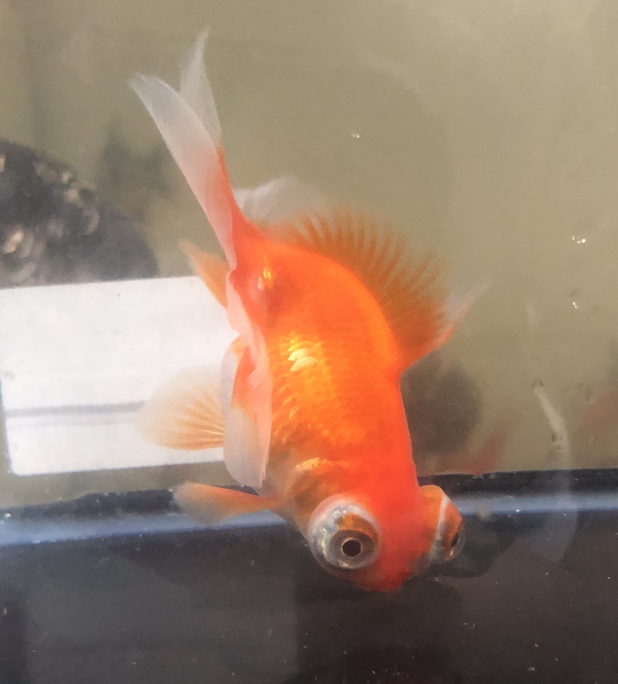 変わり紅白竜晴蝶尾 金魚宝房
