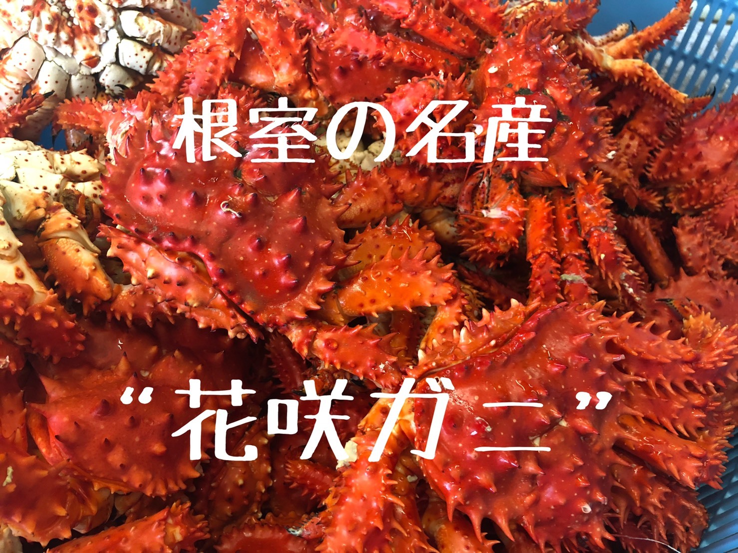 根室名物 浜で茹でた花咲ガニ 中2杯 匠海鮮 根室名物 浜で茹でた花咲ガニ 中2杯 匠海鮮