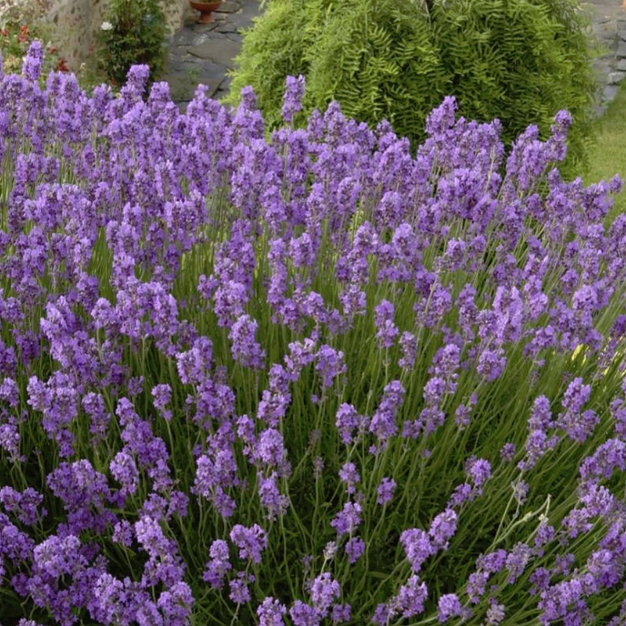 ラベンダー イングリッシュ系 ドワーフブルー Lavandula Angustifolia Dwarf Blue 天空のバラ園 無農薬バラ苗 花苗 クレマチス ハーブ産直販売