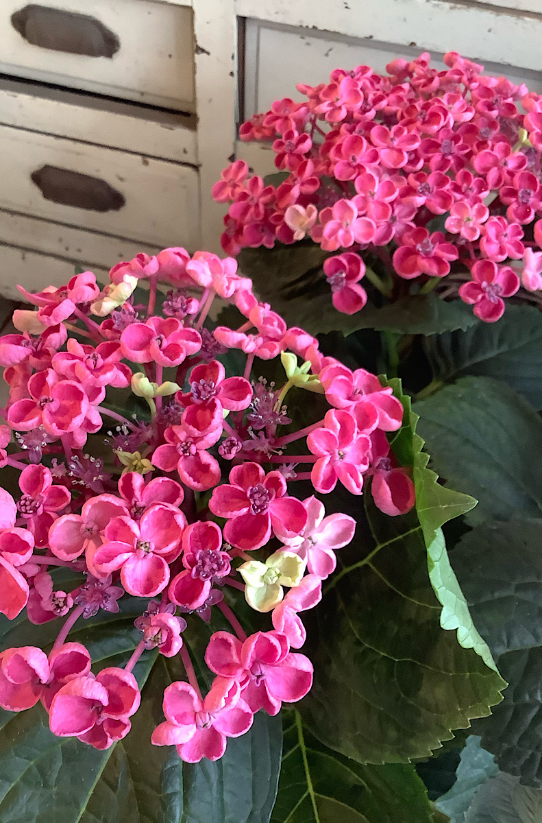 華あられ 街のお花屋さん