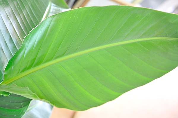 観葉植物 オーガスタ