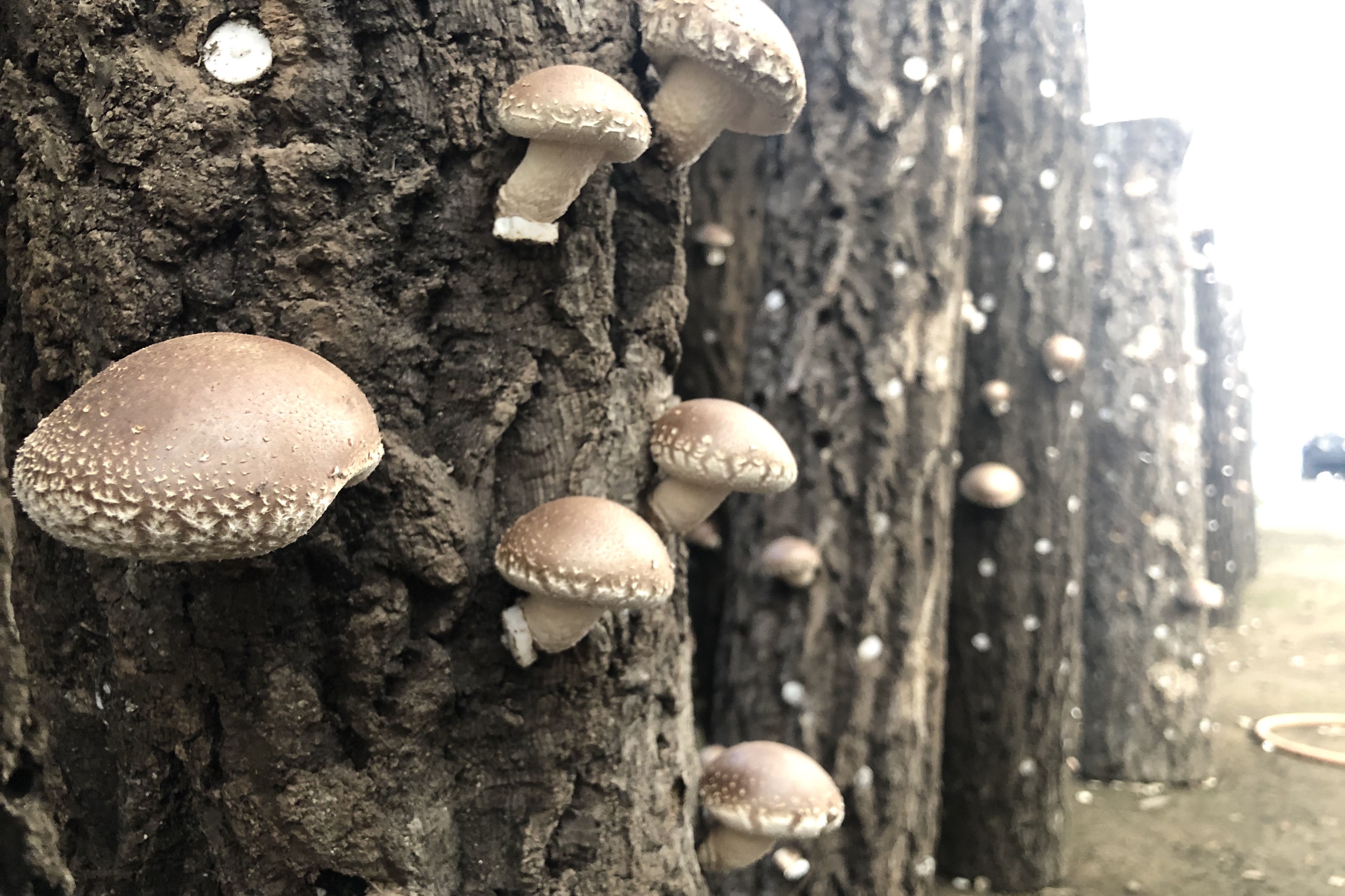 完売御礼 定住さんの原木 生 しいたけ 東かがわ活勢隊 公式ホームページ