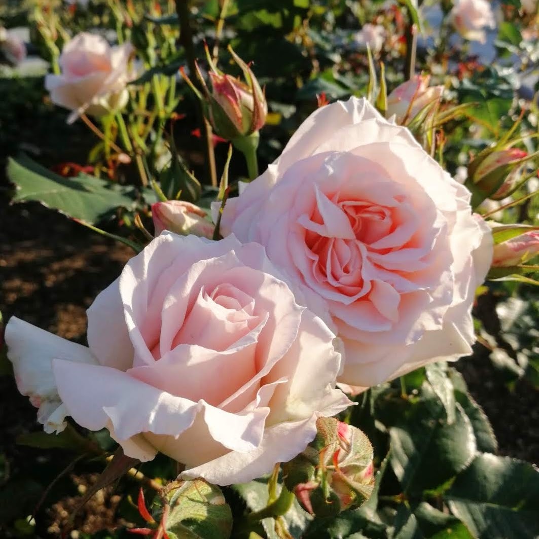 ブライダルピンク Bridal Pink 天空のバラ園 無農薬バラ苗 花 ハーブ産直販売