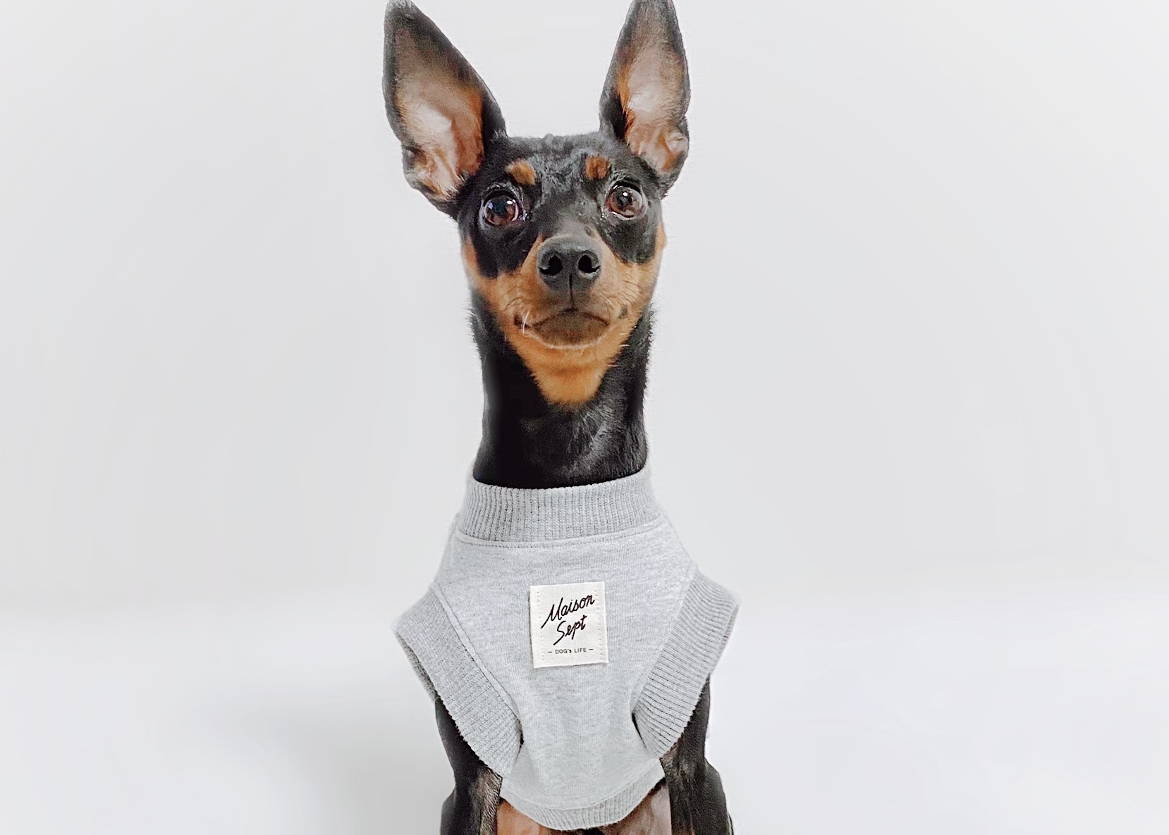 Brother タンクトップ ホワイト ー 犬服 イタグレ服 ミニピン服 フレブル服 キャバリア服 Maison Sept メゾン セット ドッグウェア イタグレ ミニピン フレブル キャバリア Brother タンクトップ ホワイト ー 犬服 イタグレ服 ミニピン服 フレブル服 キャバリア服 Maison Sept メゾン セット ドッグウェア イタグレ ミニピン フレブル キャバリア