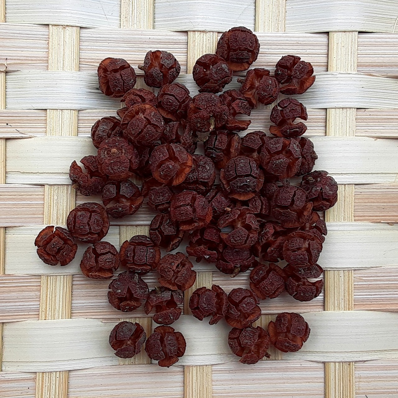 ヒノキの実 大 ２０ｇ 木の実通販の Shop 木の実