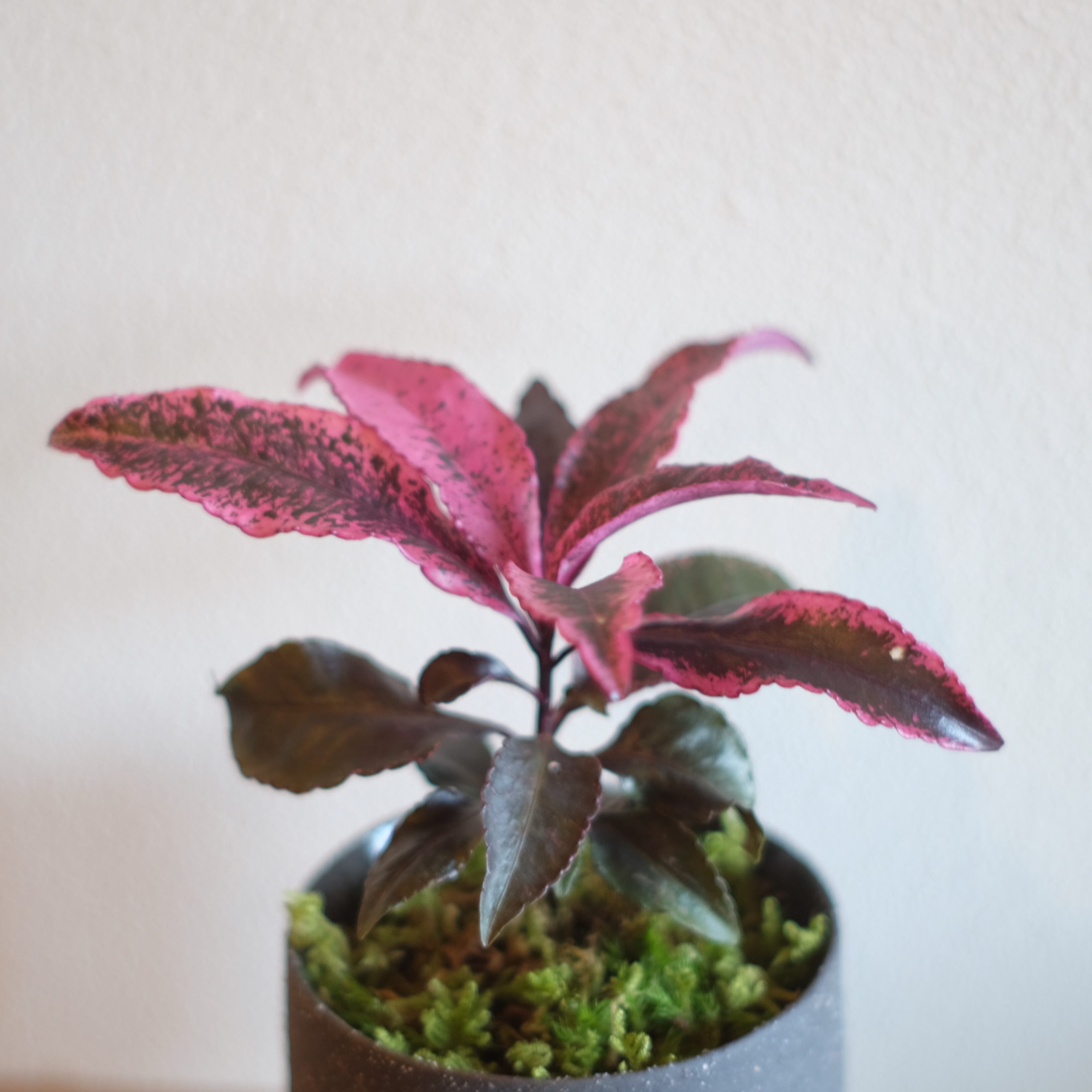 Bonsai 万両 紅孔雀 カラス葉 Graceup Green