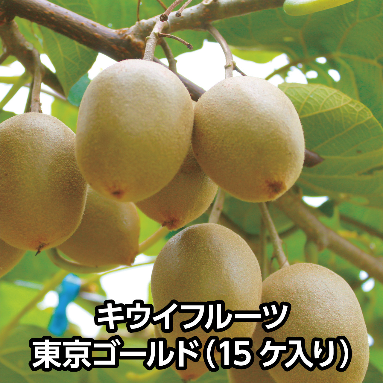 キウイフルーツ 東京ゴールド 15ケ入り 送料込み 希望の丘農園 Shop さくらんぼと冷凍ブルーベリー及びキウイフルーツ通販 キウイフルーツ 東京ゴールド 15ケ入り 送料込み 希望の丘農園 Shop さくらんぼと冷凍ブルーベリー及びキウイフルーツ通販