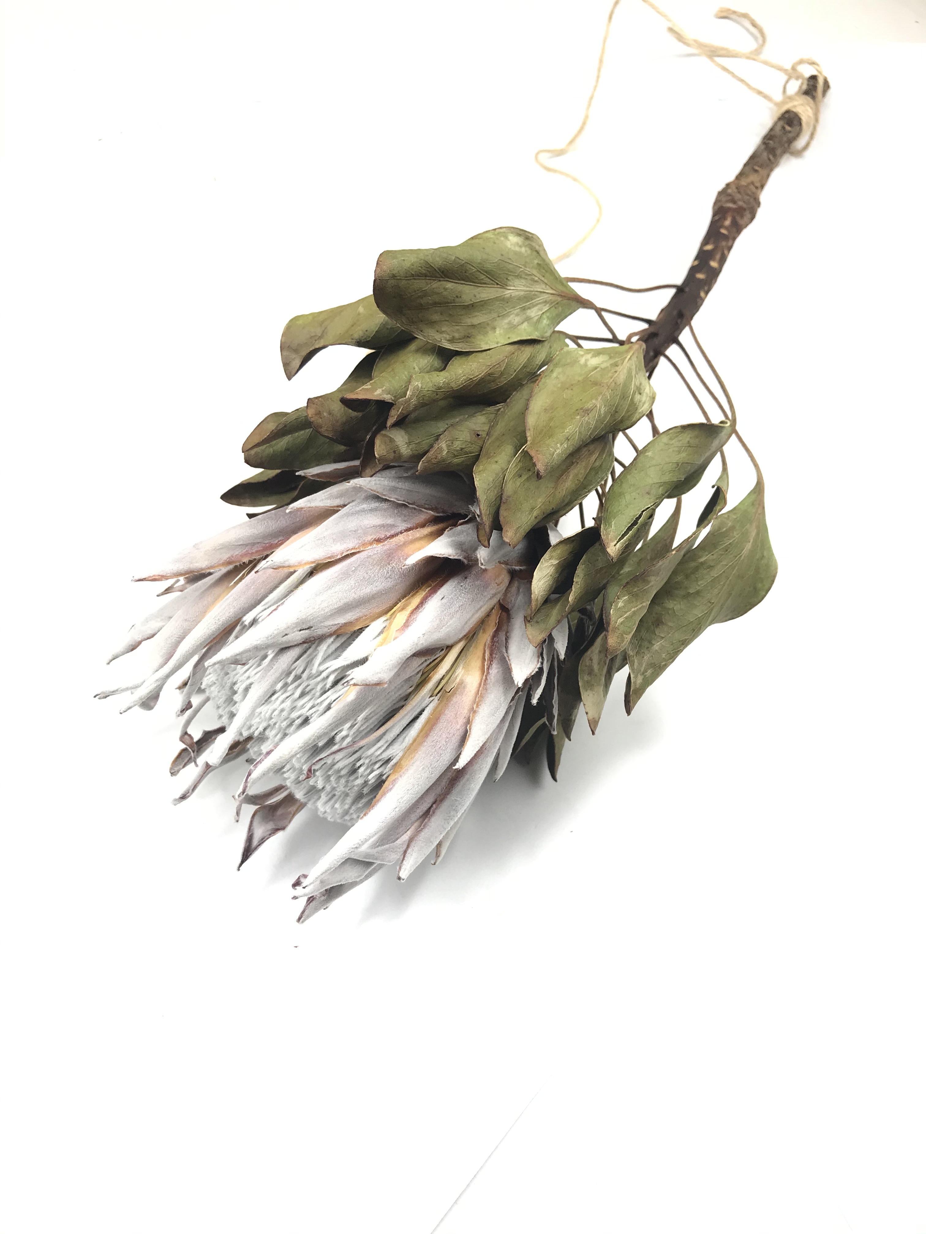 キングプロテア プロテア キング ドライフラワー ドライ 花束 スワッグ ハンドメイド 大阪花材