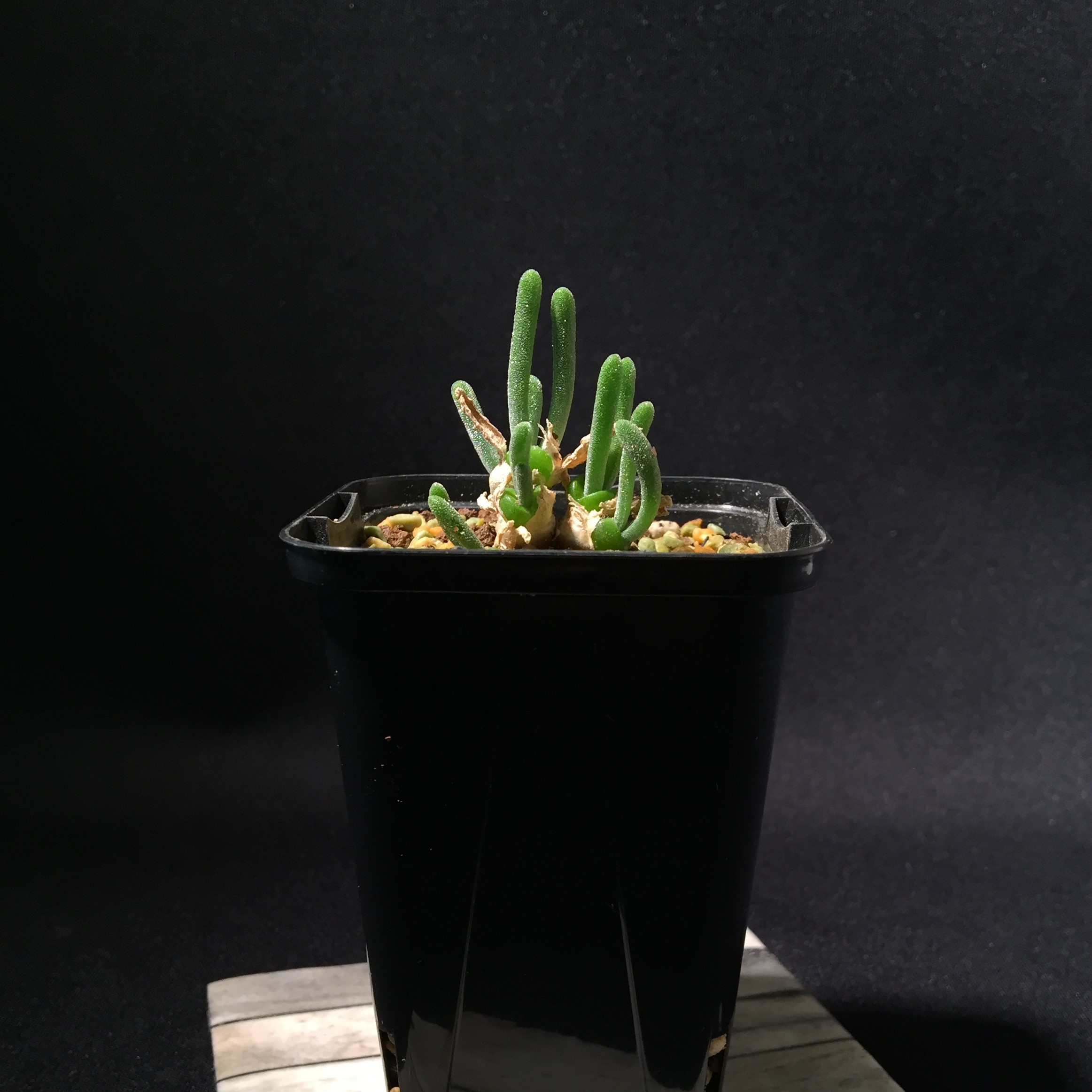 モニラリア 販売店 モニラリア 販売店