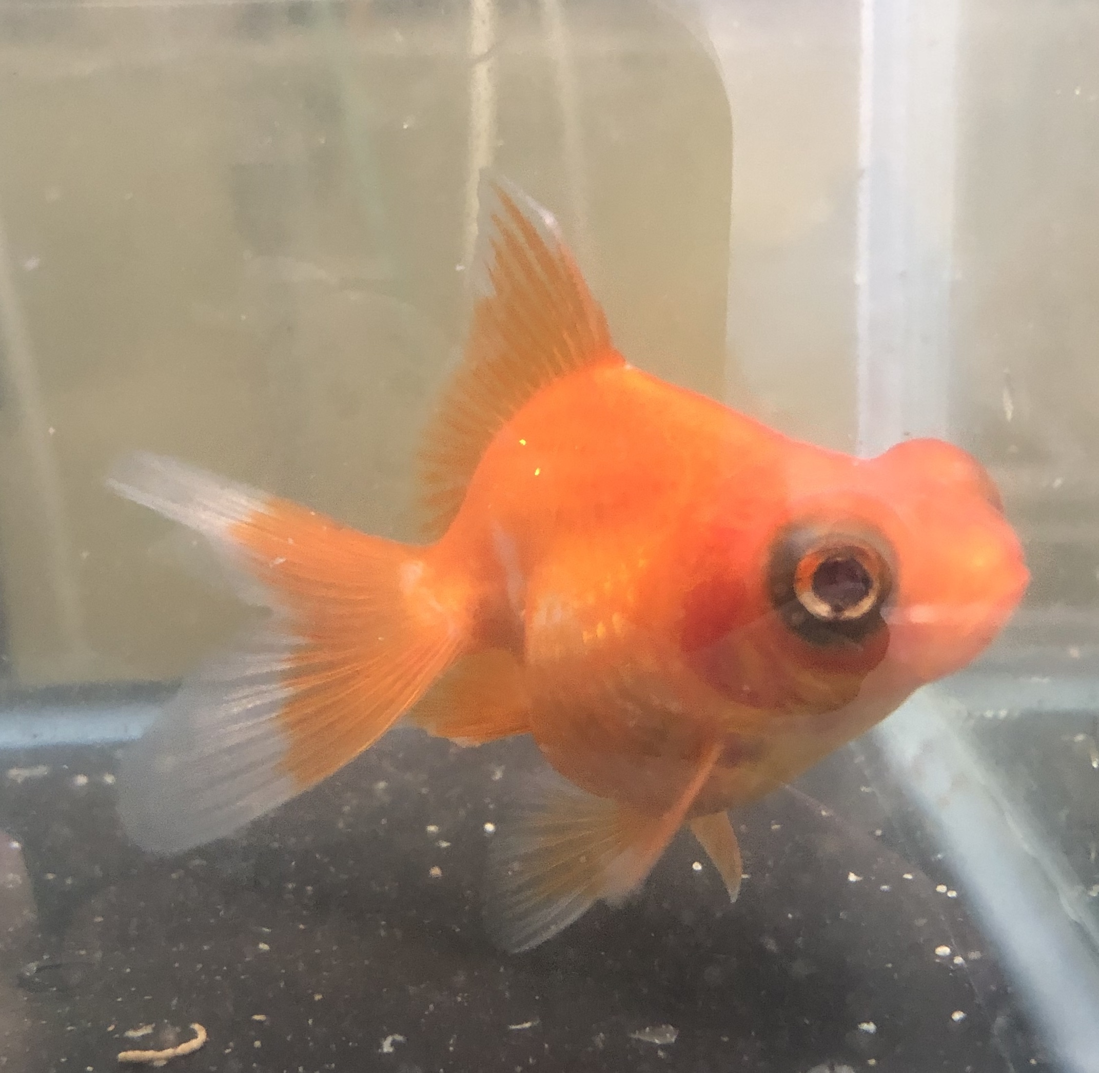 紅葉出目金 金魚宝房 紅葉出目金 金魚宝房