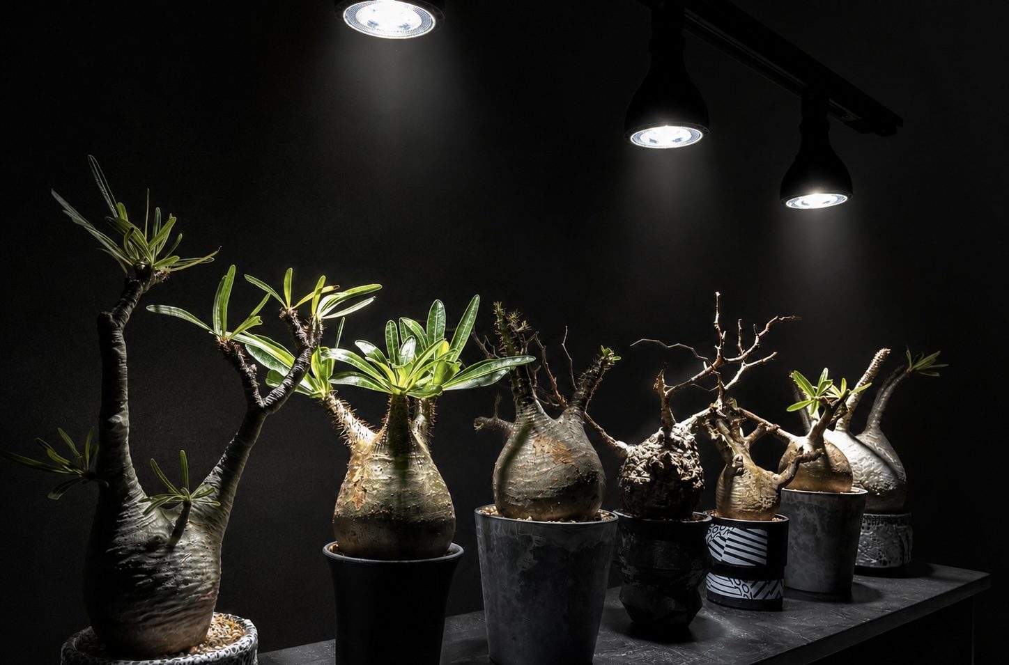 Agave and Pachypodium collection under track lighting in the home garage