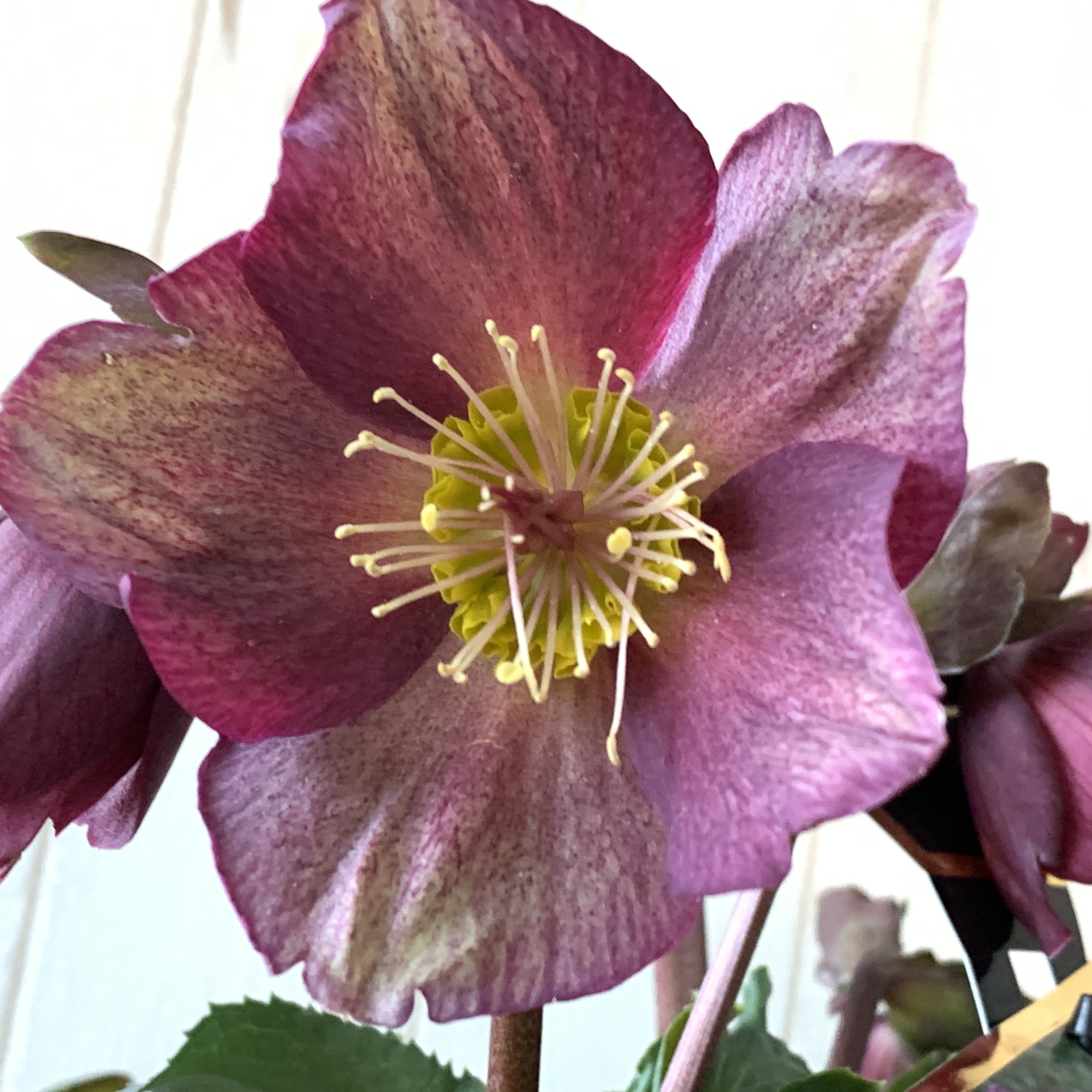 【値下げ!】初心者向け超丈夫!豪華な花付きクリスマスローズ【氷の薔薇】レッド5号 - 画像2