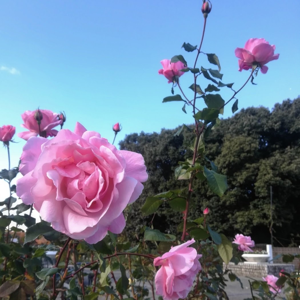 クイーン エリザベス Queen Elizabeth 天空のバラ園 無農薬バラ苗 花苗 クレマチス ハーブ産直販売 クイーン エリザベス Queen Elizabeth 天空のバラ園 無農薬バラ苗 花苗 クレマチス ハーブ産直販売