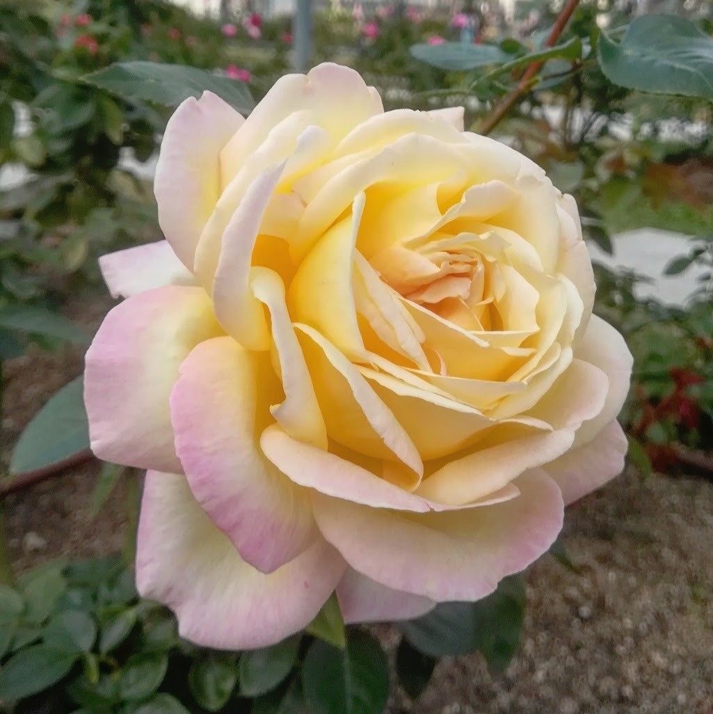 ピース マダム アントワーヌ メイアン Peace Madame A Meilland 21年度新苗予約 お届けは21年5月上旬以降 天空のバラ園 無農薬バラ苗 花苗 クレマチス ハーブ産直販売 ピース マダム アントワーヌ メイアン Peace Madame A Meilland 21年度新苗予約 お届けは21年5月上旬以降 天空のバラ園 無農薬バラ苗 花苗 クレマチス ハーブ産直販売