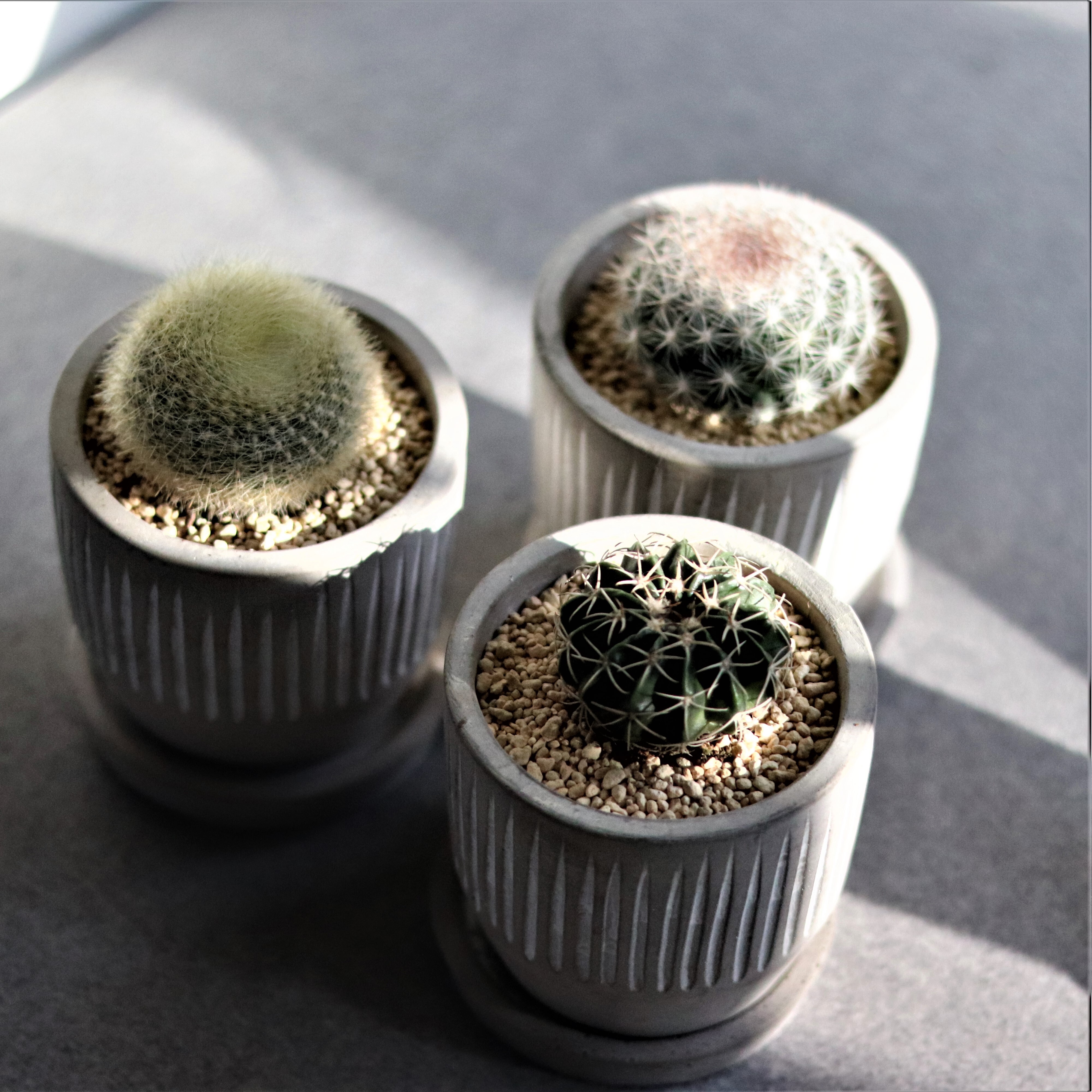 グリーン サボテン 雪晃 1562 ジーフラットインテリアショップ