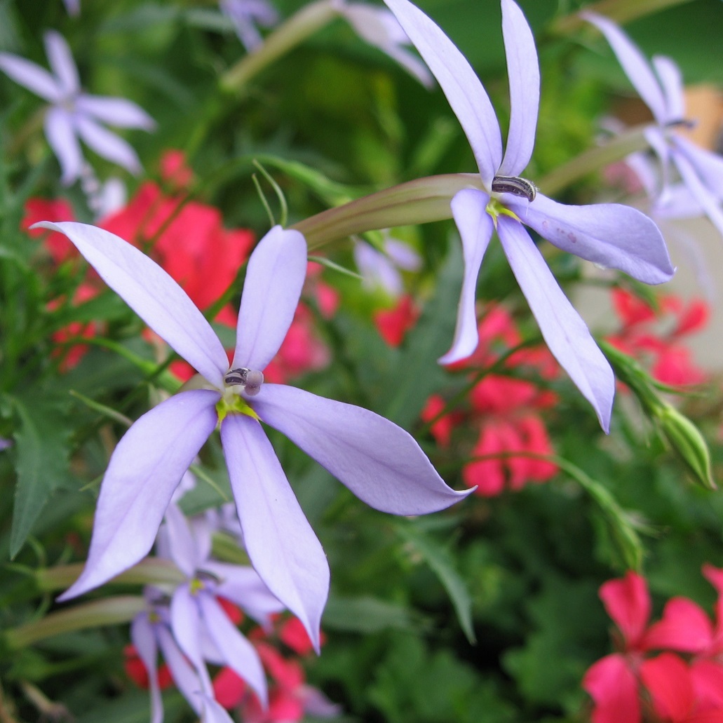 イソトマ ローレンティア Isotoma Axillaris 天空のバラ園 無農薬バラ苗 花苗 クレマチス ハーブ産直販売