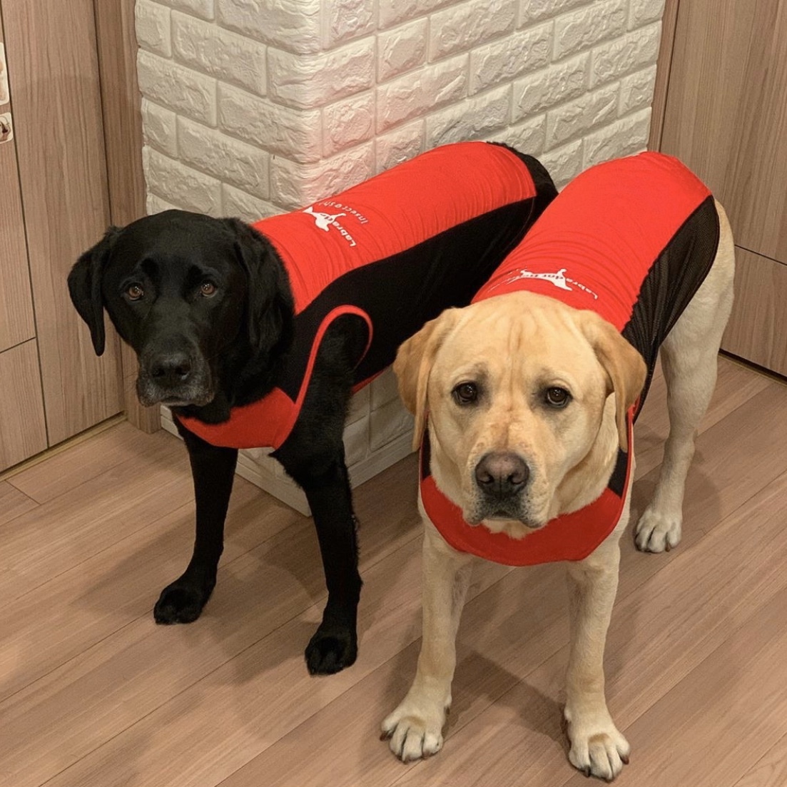Size Insect Shield 虫よけクールタンク 大型犬 Labrador Retriever Size Insect Shield 虫よけクールタンク 大型犬 Labrador Retriever
