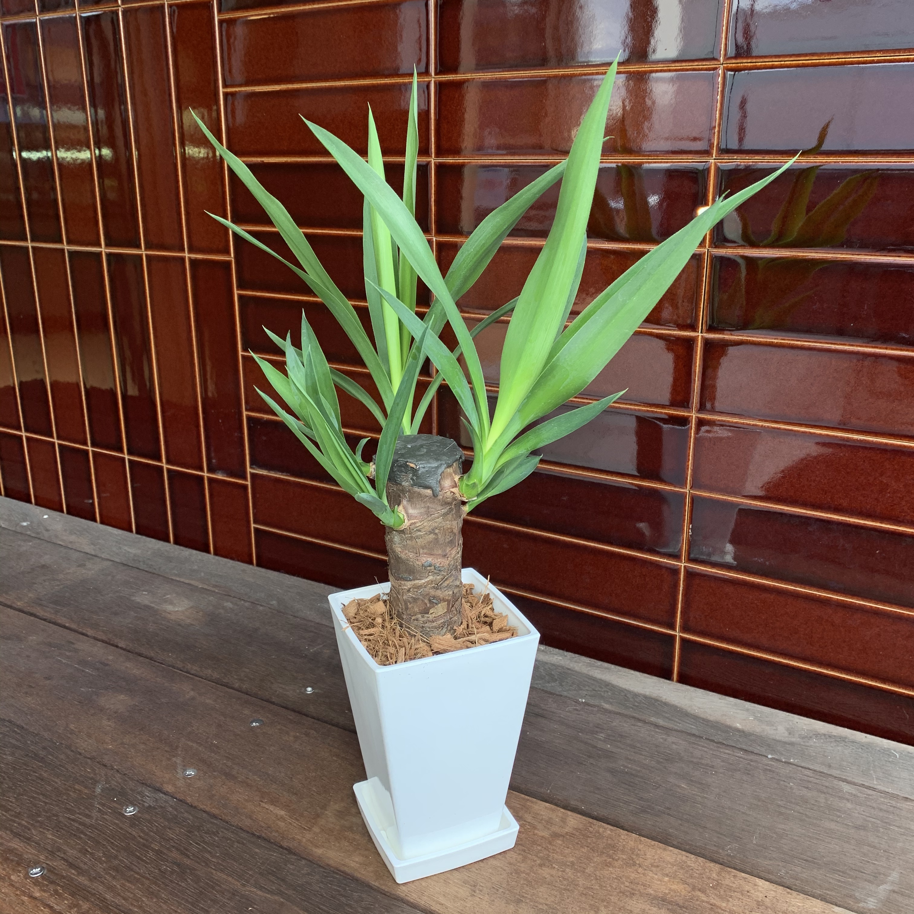 送料込 観葉植物 ユッカ エレファンティペス 青年の木 4号 プラ鉢 インテリア 卓上 Florist Lulu Flower ルルフラワー オンラインストア 送料込 観葉植物 ユッカ エレファンティペス 青年の木 4号 プラ鉢 インテリア 卓上 Florist Lulu Flower ルルフラワー オンラインストア