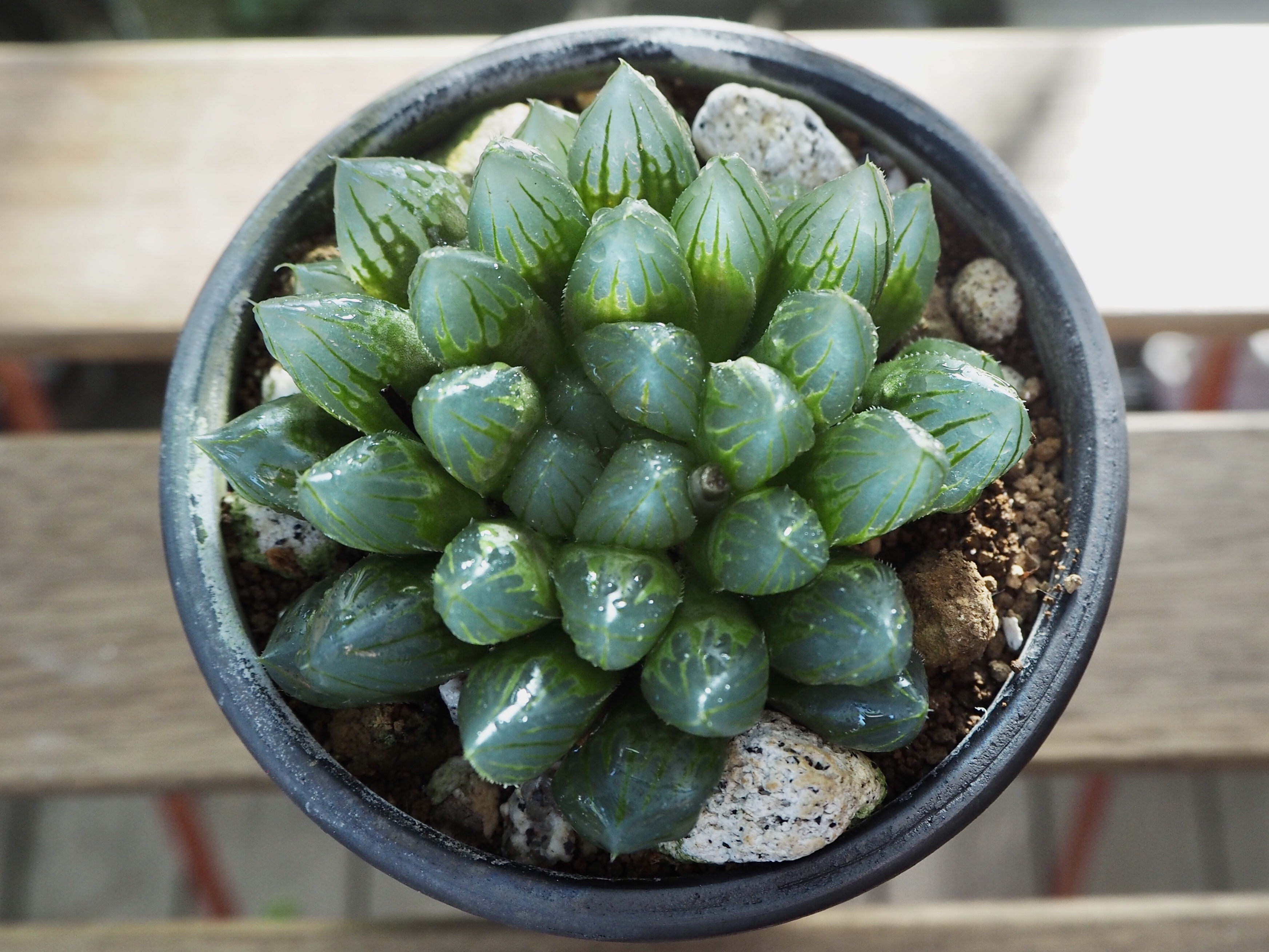 ブラックオブツーサ 多肉植物デイジーアンドビー