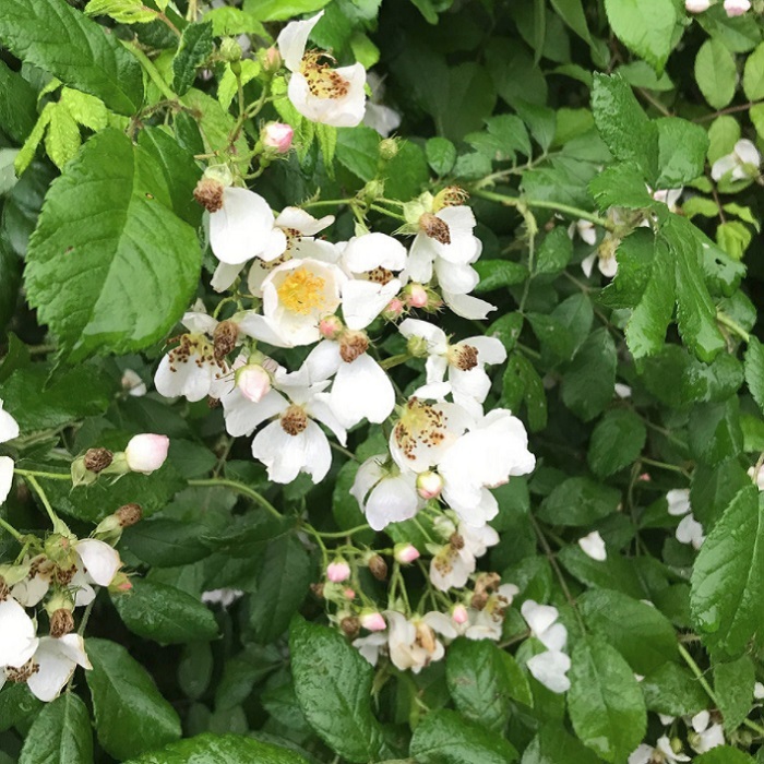 ロサ ムルティフローラ Rosa Multiflora 天空のバラ園 無農薬バラ苗 花苗 クレマチス ハーブ産直販売 ロサ ムルティフローラ Rosa Multiflora 天空のバラ園 無農薬バラ苗 花苗 クレマチス ハーブ産直販売