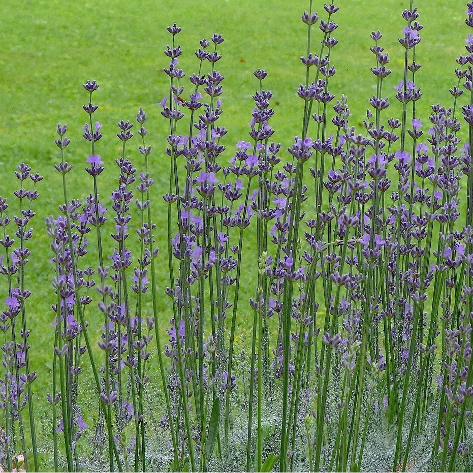 すべての花の画像 トップ100ラベンダー イングリッシュ系 すべての花の画像 トップ100ラベンダー イングリッシュ系