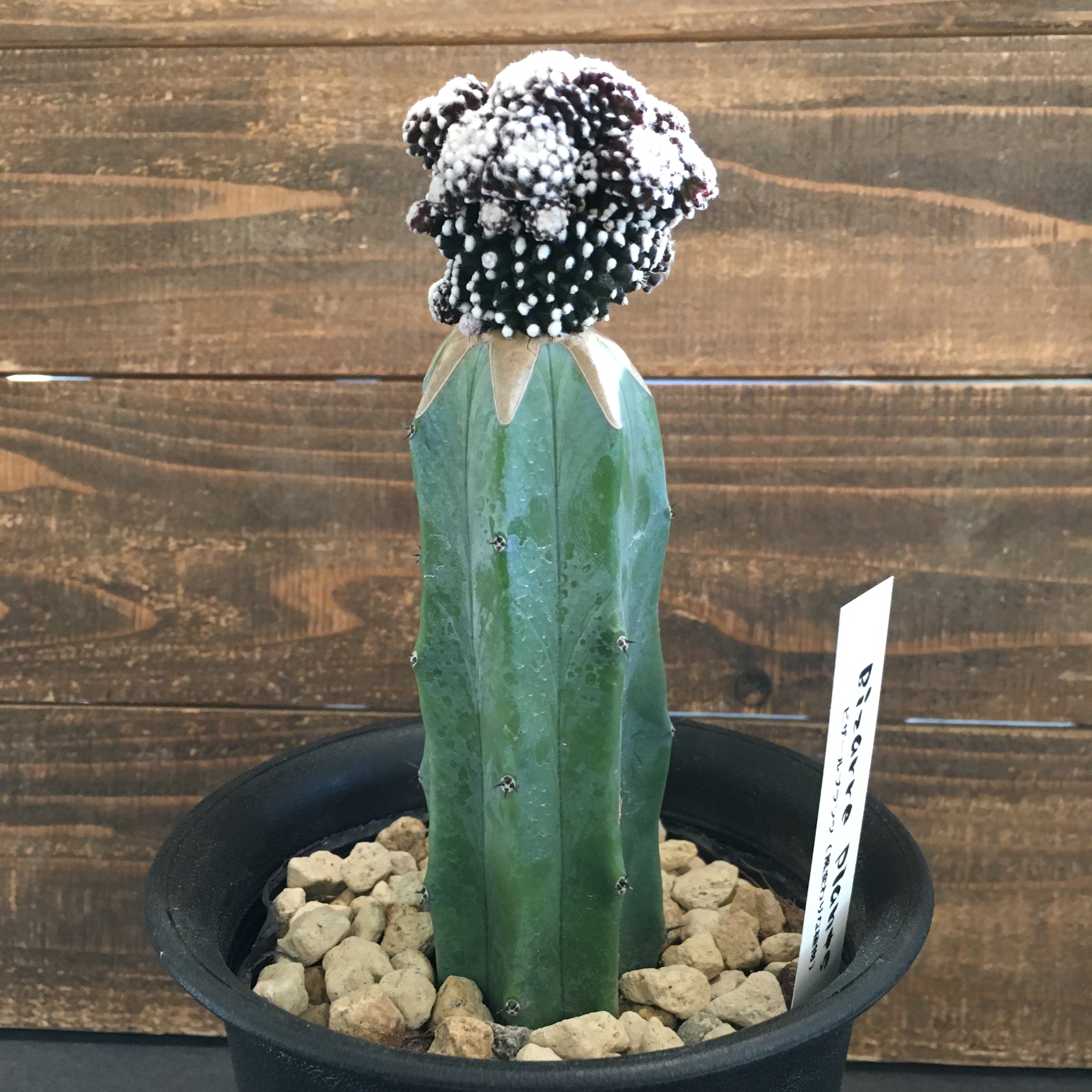 サボテン コピアポア テヌイシマ モンスト 接木 Protoleaf プロトリーフ