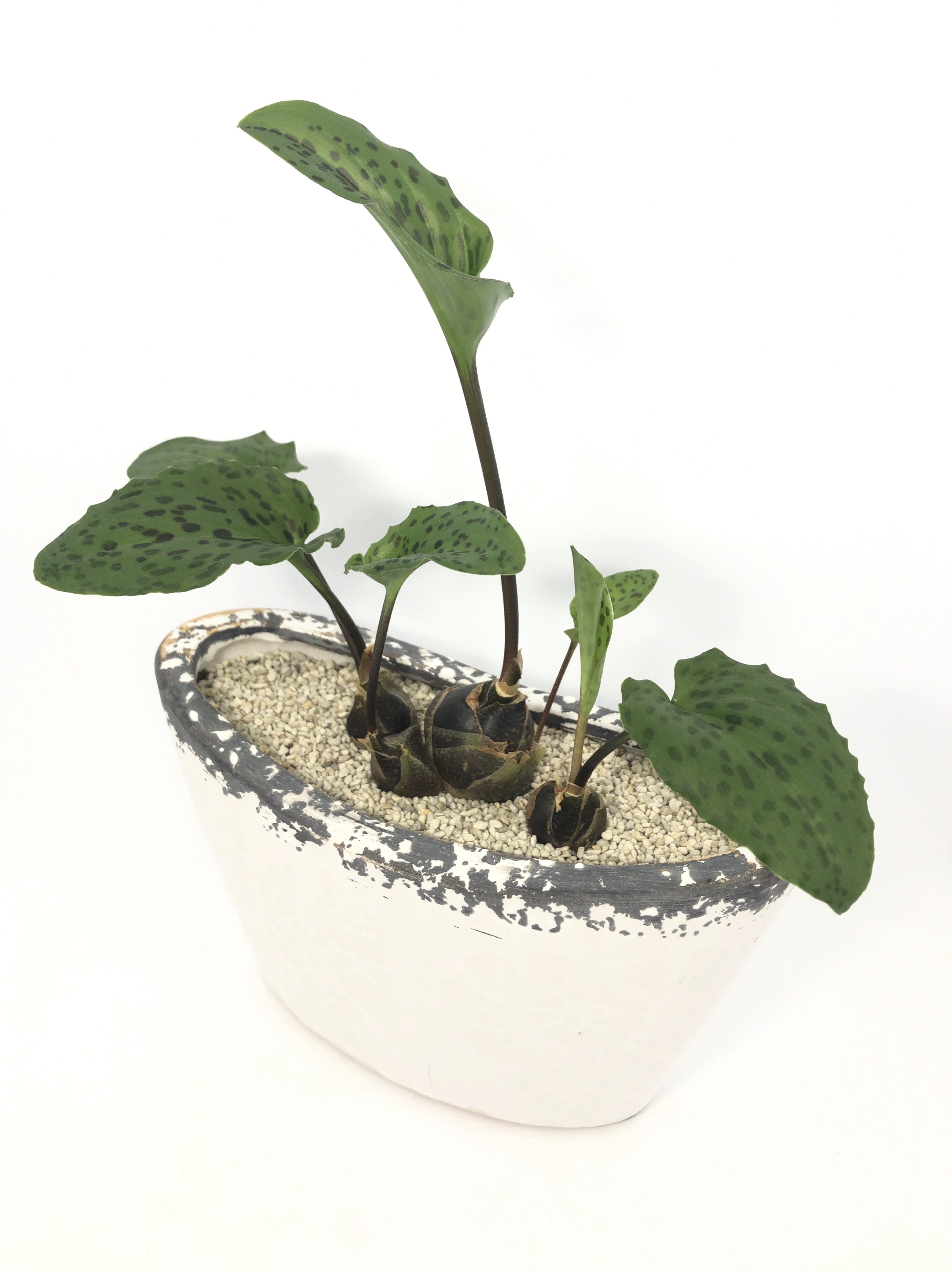 ドリミオプシス マクラータ Trigger