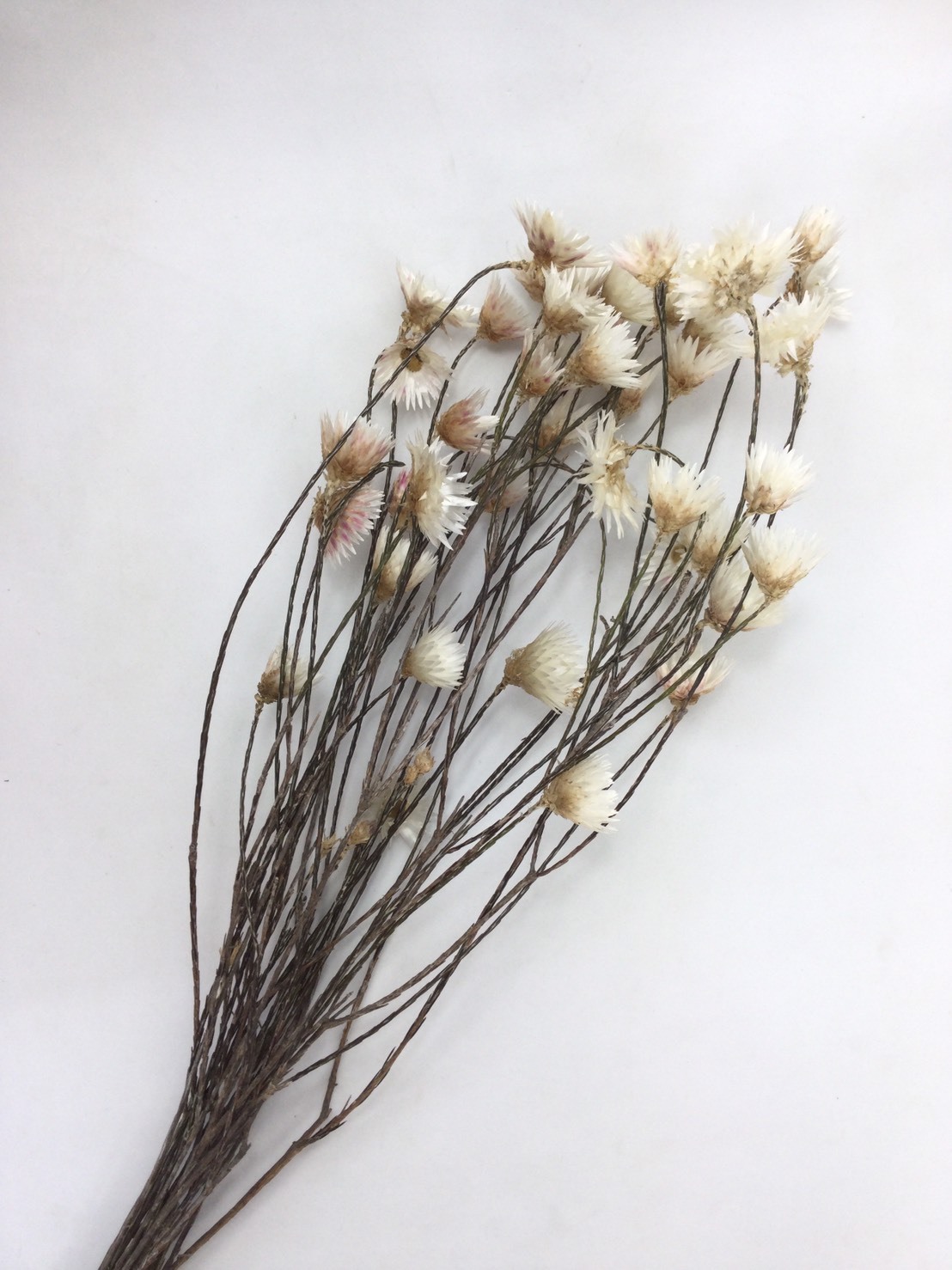 ドライ 大阪花材 エバーラスティング 束 ドライフラワー 花束 スワッグ ドライ ハンドメイド スワッグ作り 大阪花材 ドライ 大阪花材 エバーラスティング 束 ドライフラワー 花束 スワッグ ドライ ハンドメイド スワッグ作り 大阪花材