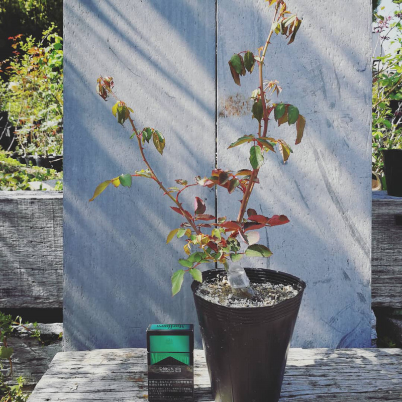 セリーヌ フォレスティエ 天空のバラ園 無農薬バラ苗 花苗 クレマチス ハーブ産直販売