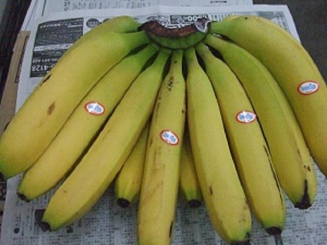 エクアドル産 バナナ 1房（2kg前後） 青果ヒルタ