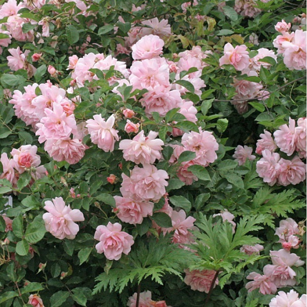 フェリシア Felicia 21年度新苗予約 お届けは21年5月上旬以降 天空のバラ園 無農薬バラ 苗 花苗 クレマチス ハーブ産直販売