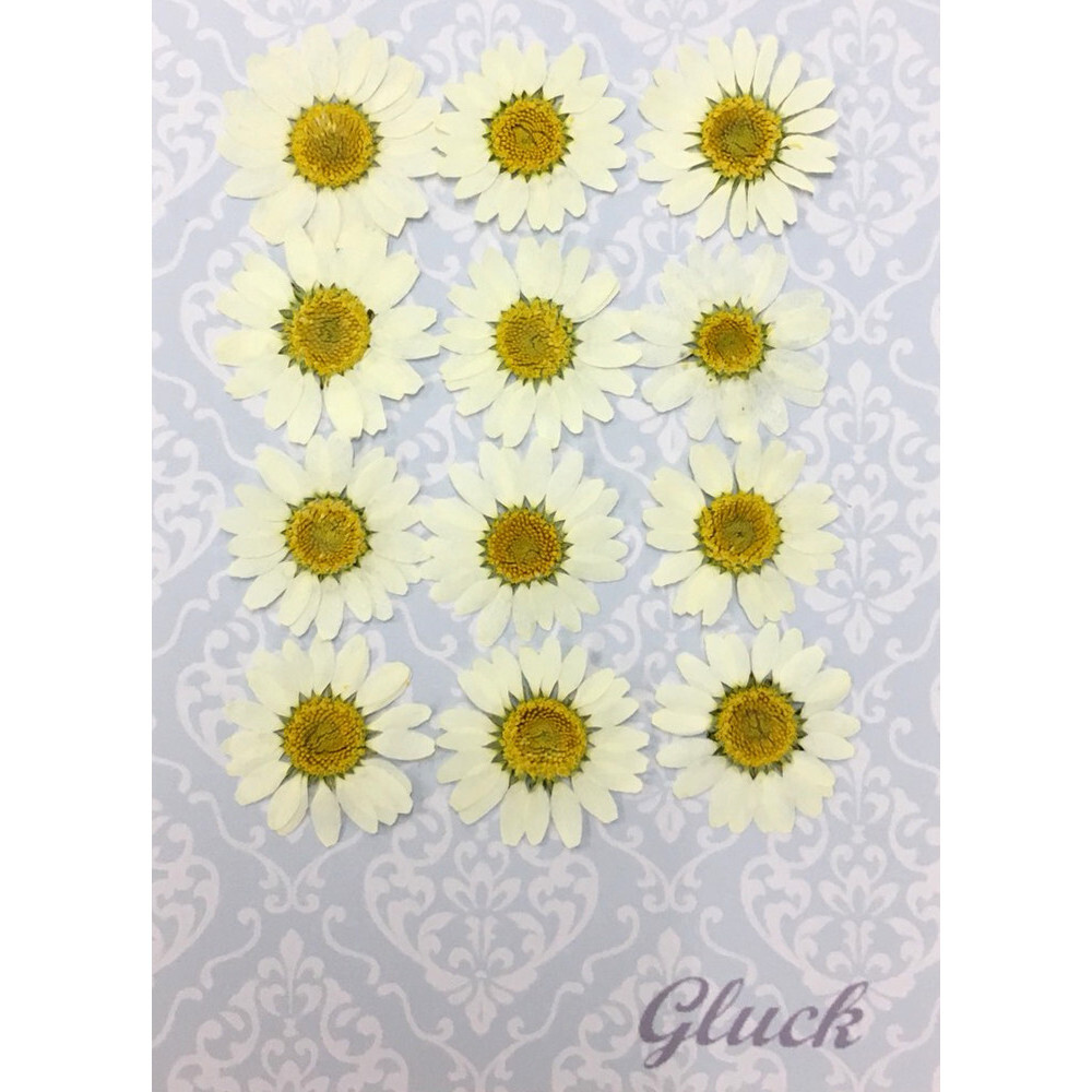 コンパクト押し花 ノースポール 小 少量をパックにしてお届け 押し花素材 はなはなぐりゅっけ