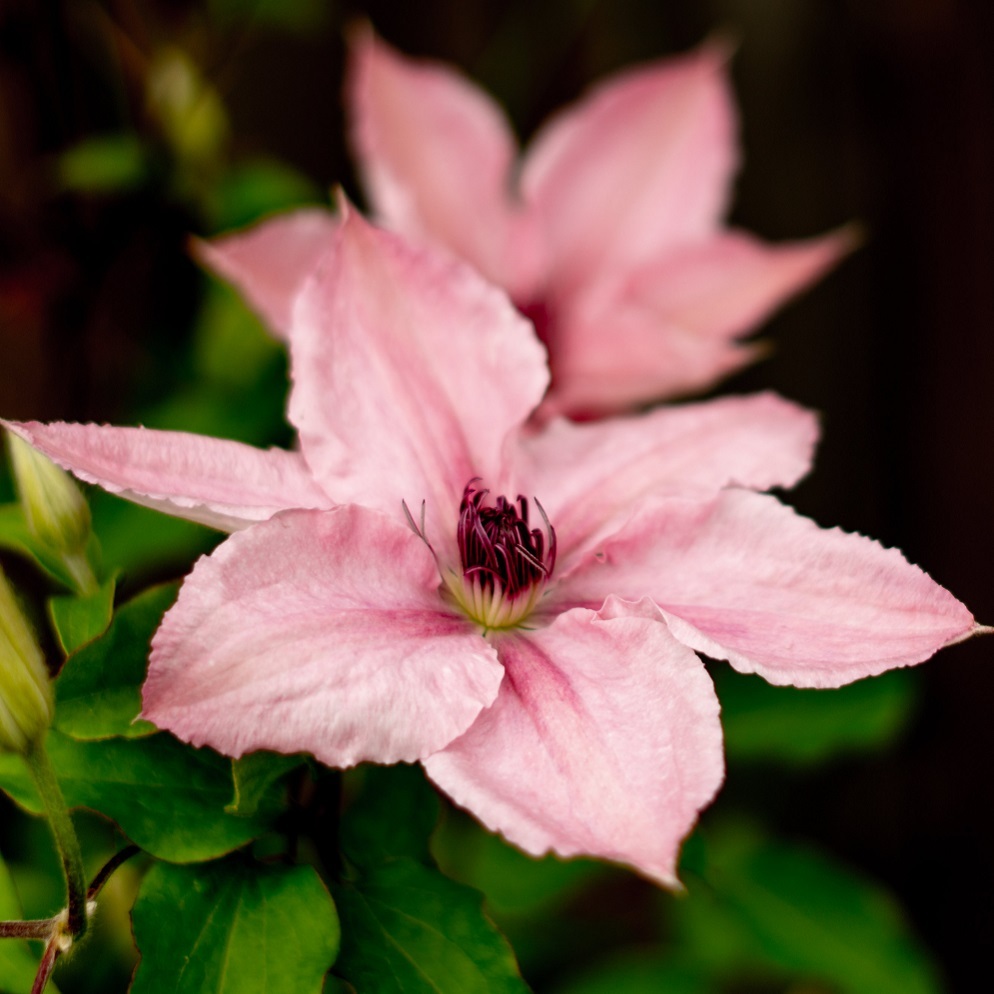 ピンク ファンタジー Pink Fantasy 天空のバラ園 無農薬バラ苗 花苗 クレマチス ハーブ産直販売