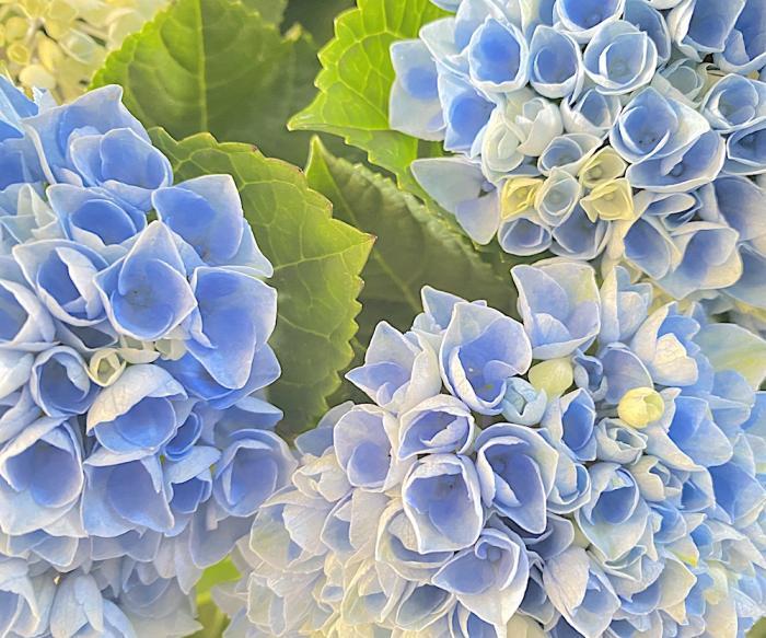父の日 / 紫陽花の花鉢 フラワーギフト（ブルー）