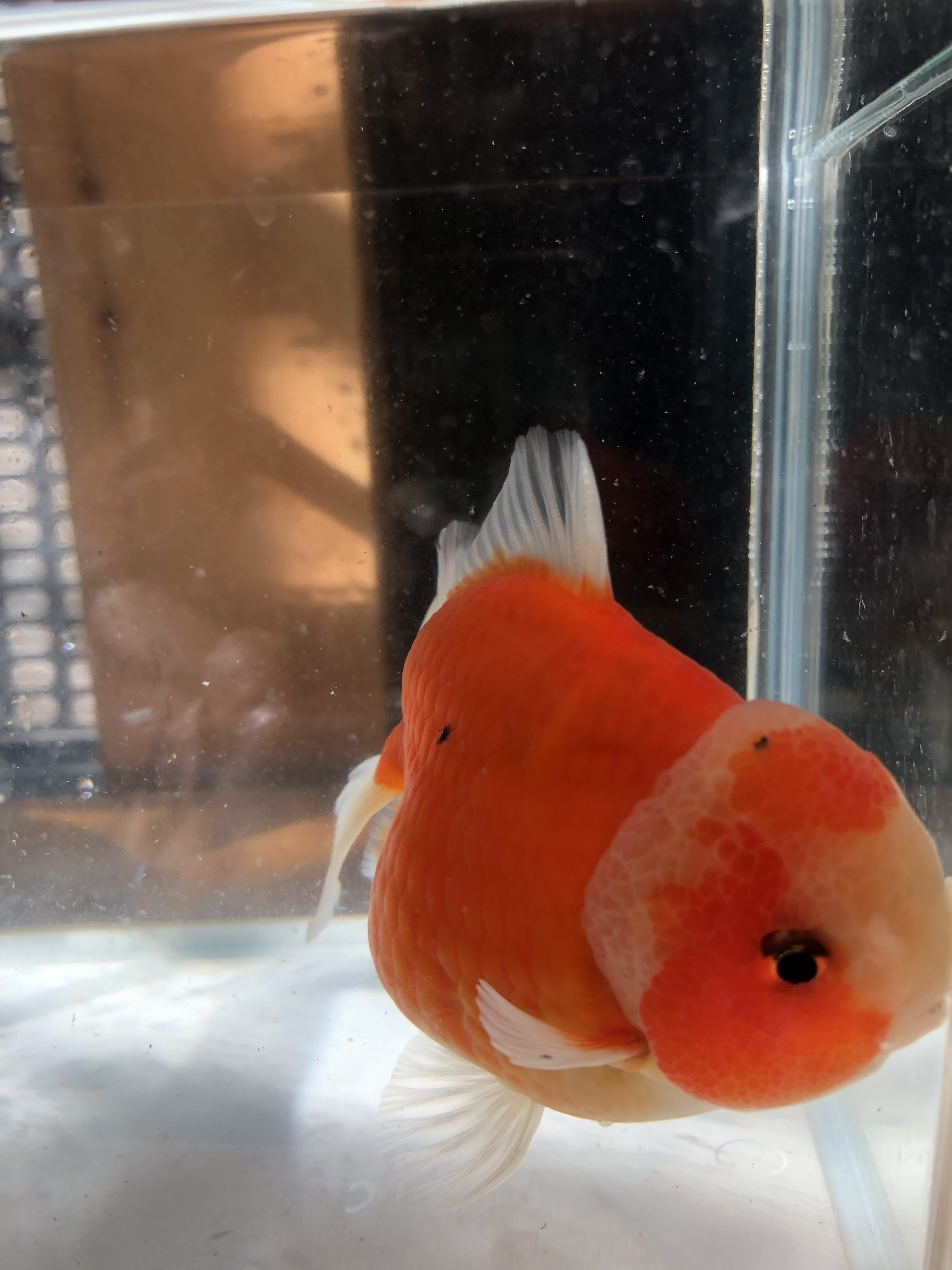 上物 紅葉ショートテールオランダ 金魚宝房 上物 紅葉ショートテールオランダ 金魚宝房