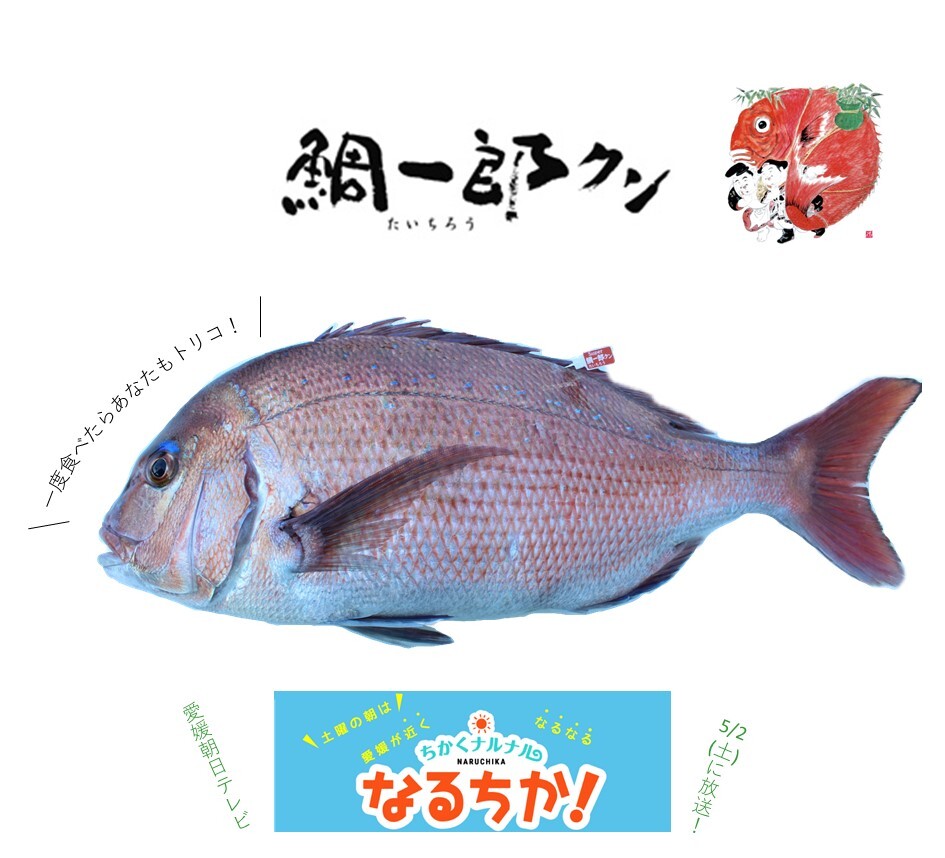 天然を超える高級鯛 やみつきもちもち食感の 鯛一郎クン 丸ごと1尾 冷蔵 宇和島プロジェクト 天然を超える高級鯛 やみつきもちもち食感の 鯛一郎クン 丸ごと1尾 冷蔵 宇和島プロジェクト