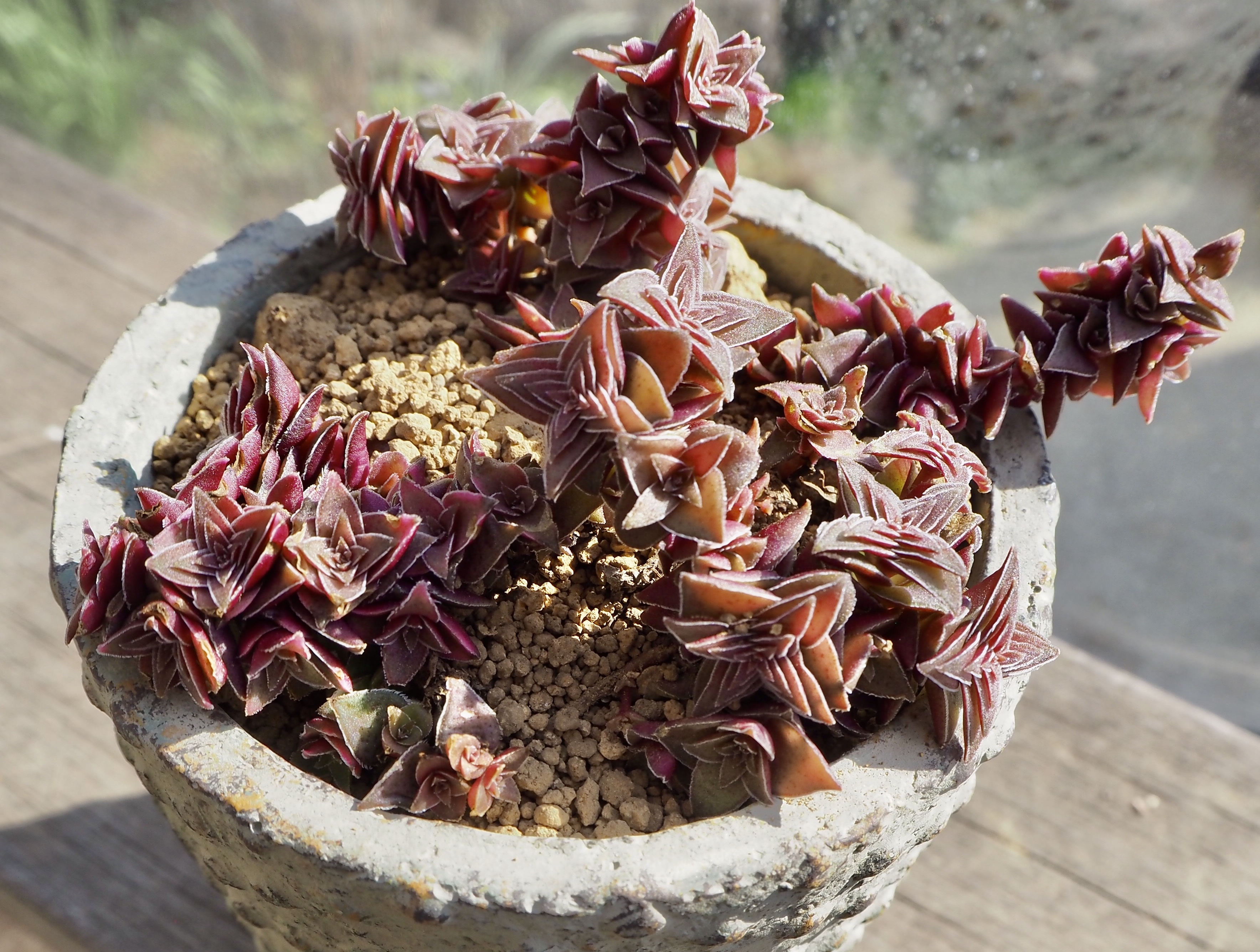クラッスラ茜の塔錦 多肉植物デイジーアンドビー