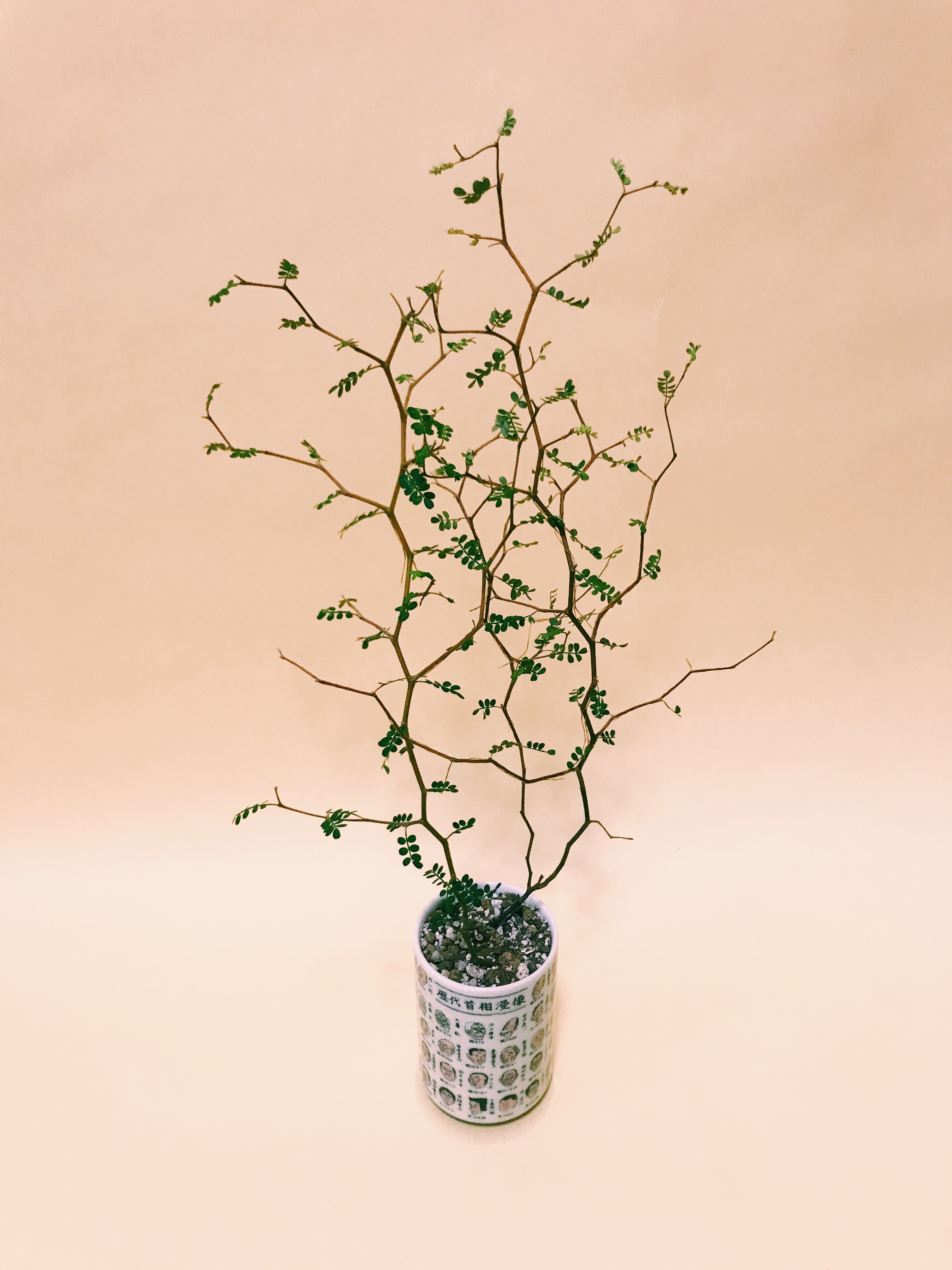 ソフォラ リトルベイビー 観葉植物 多肉植物のお店flex