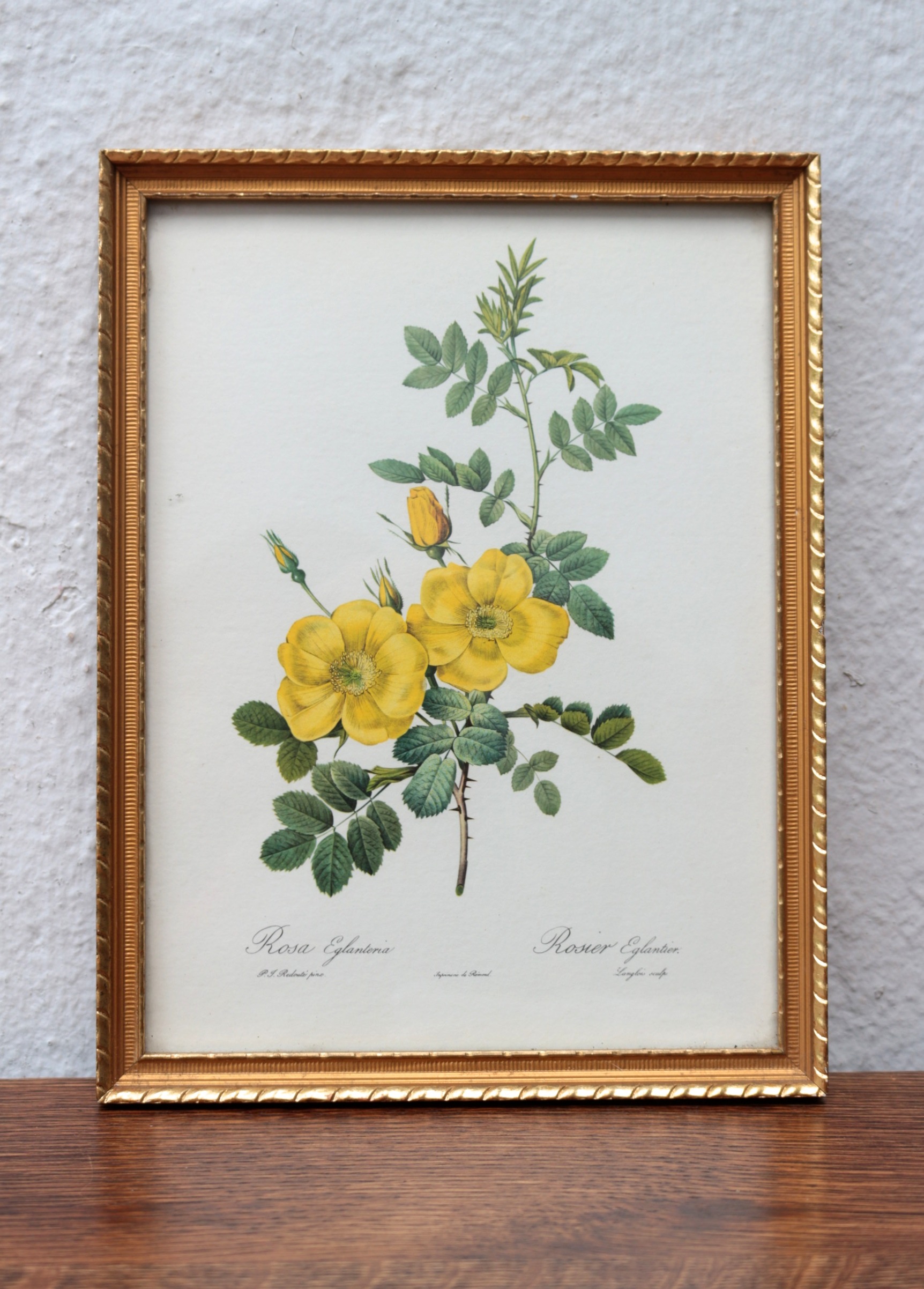 バラの画家 ピエール＝ジョセフ・ルドゥーテ ベルギー Vintage Yard