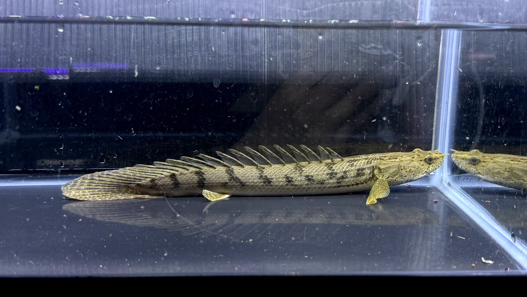 F03   Po.コンギクス　24㎝前後　コンゴワイルド　薬浴完了済み