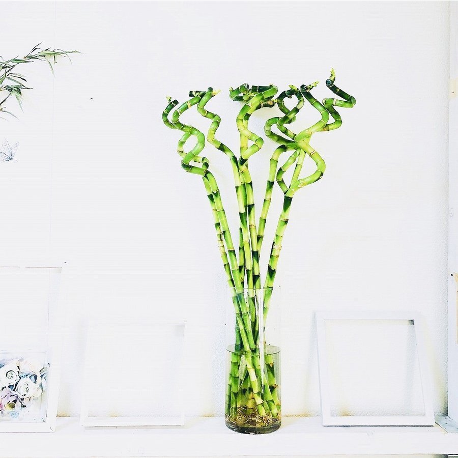万年竹 スパイラルバンブー ドラセナ ミリオンバンブー 10本 花と雑貨と スパイラルバンブー 10本 ドラセナ ミリオンバンブー 切り花 生き続ける Hanatozakkato