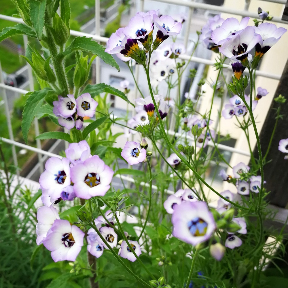 ギリア トリコロール Gilia Tricolor 天空のバラ園 無農薬バラ苗 花苗 クレマチス ハーブ産直販売 ギリア トリコロール Gilia Tricolor 天空のバラ園 無農薬バラ苗 花苗 クレマチス ハーブ産直販売