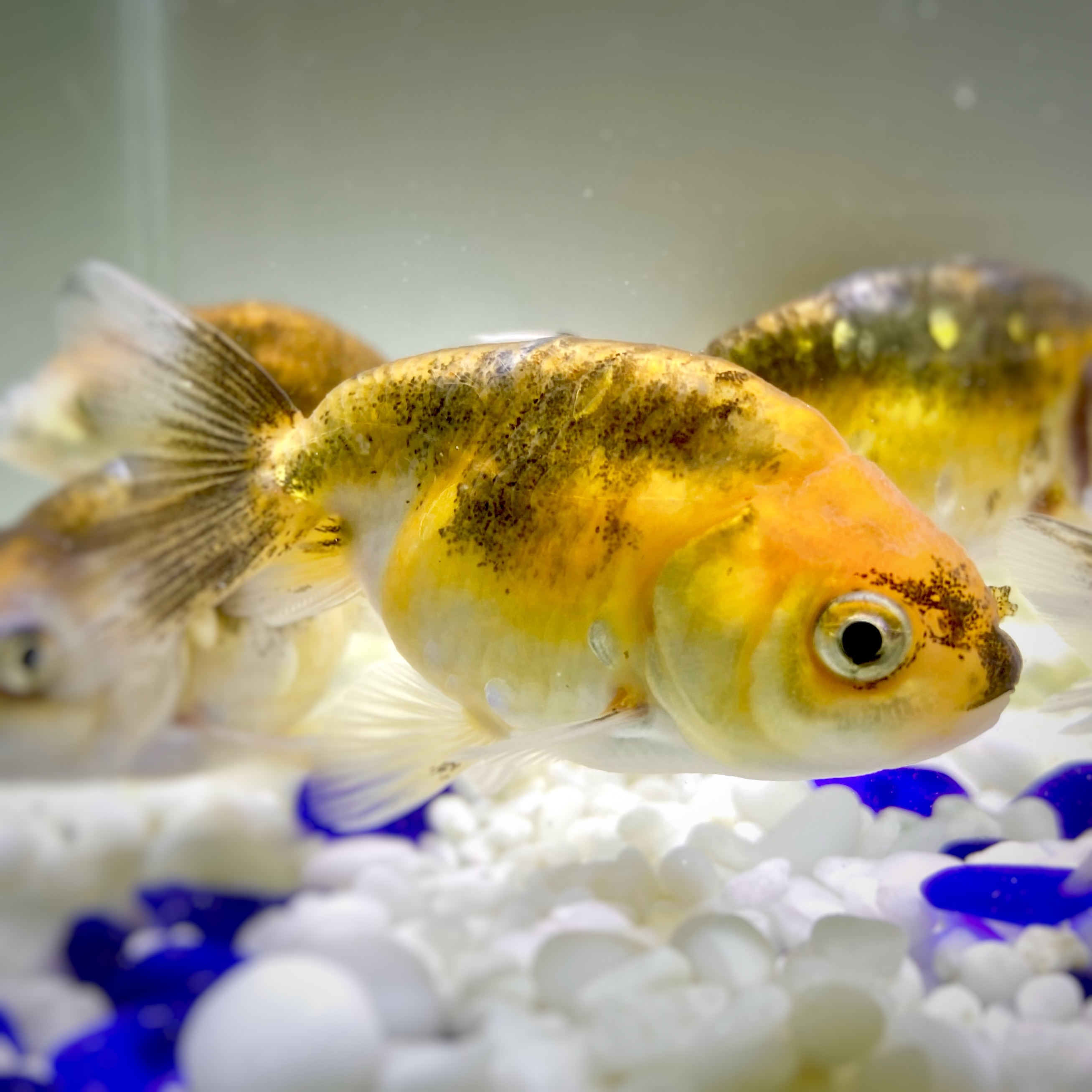 国産 金魚 墨江戸錦 1匹 6センチ前後 加藤氏 選びなし Sakura Sarasa 国産 金魚 墨江戸錦 1匹 6センチ前後 加藤氏 選びなし Sakura Sarasa
